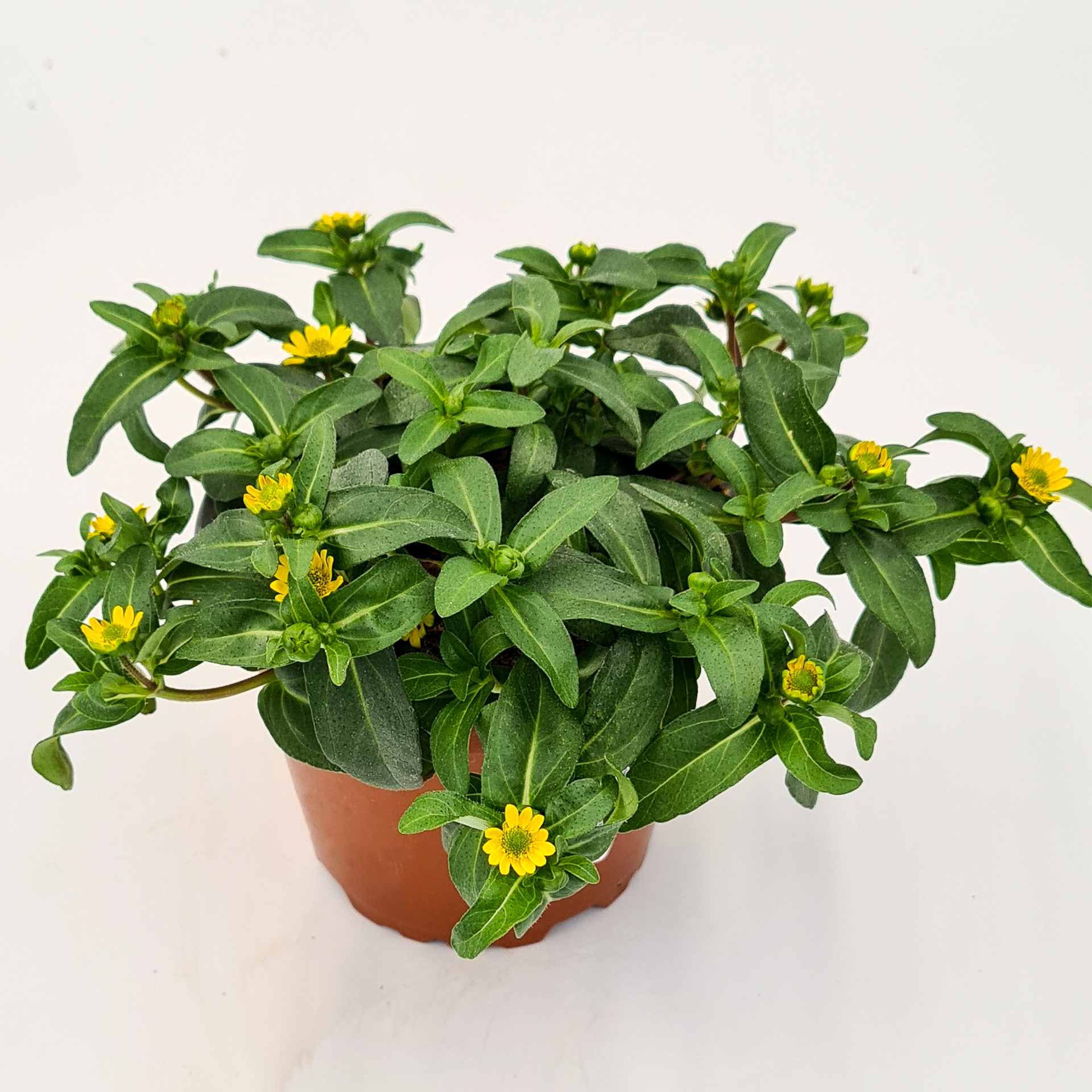 Husarenknopf kurz - Sanvitalia procumbens 'Starbini', 12cm Topf