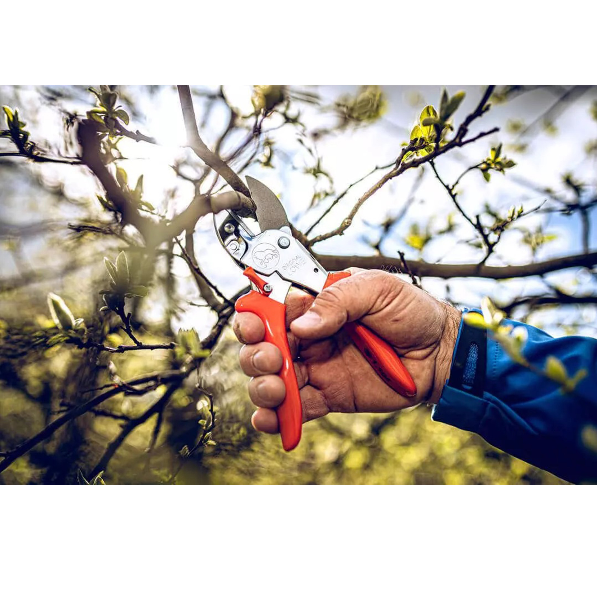 gartenschere beim äste schneiden
