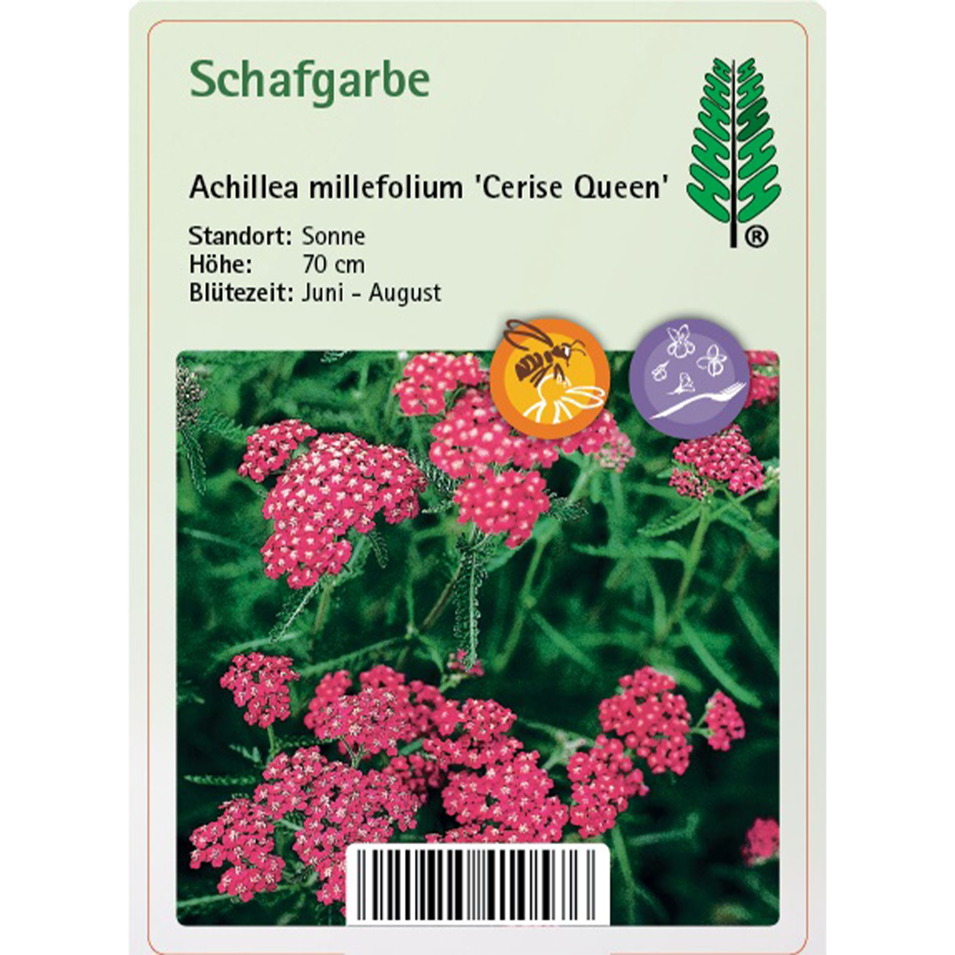 Kräuterig, Kräuter, Pflanze, Blume