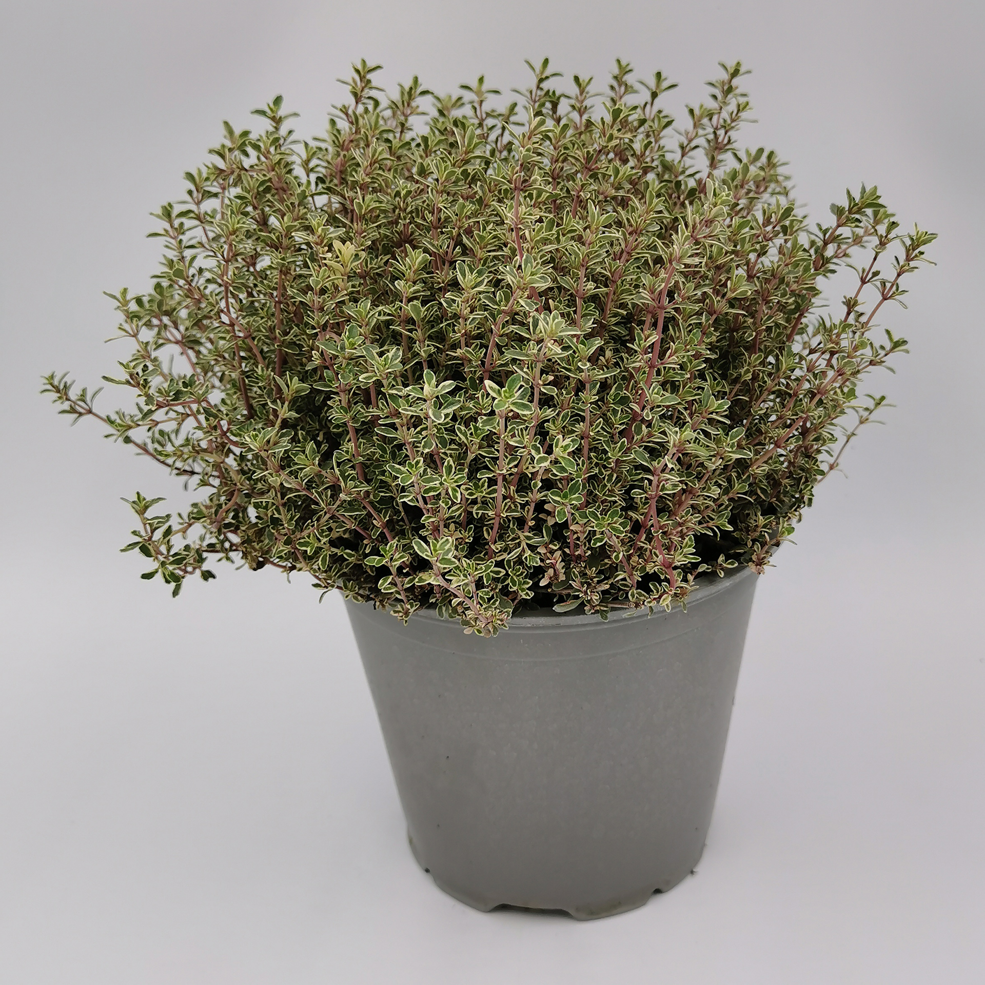 Thymian weiß-grün Küchenkräuter Gewürzpflanze