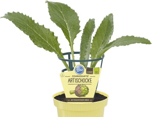 BIO Artischocke
