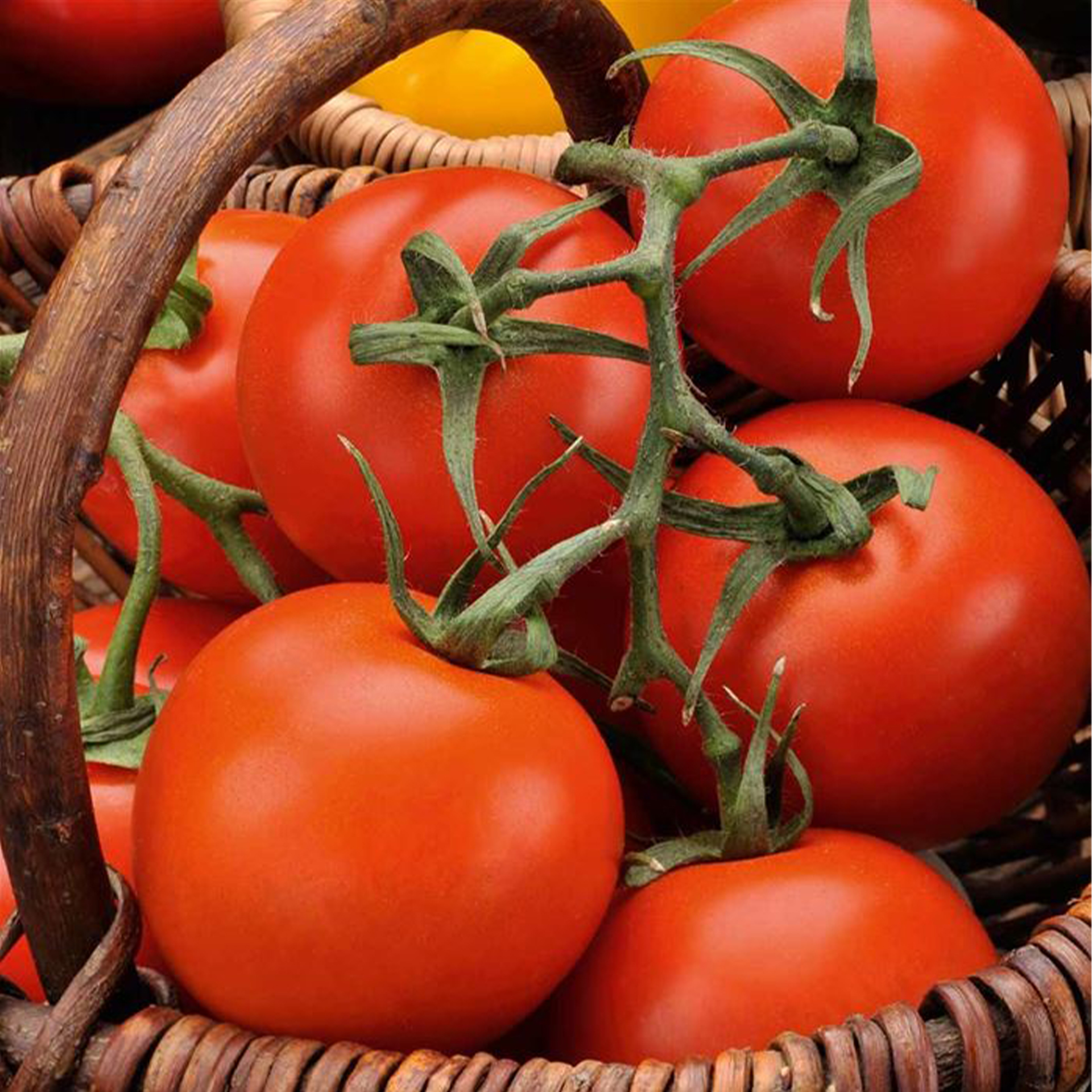 Tomate 'Moneymaker', Tomatenpflanze 10,5cm Topf