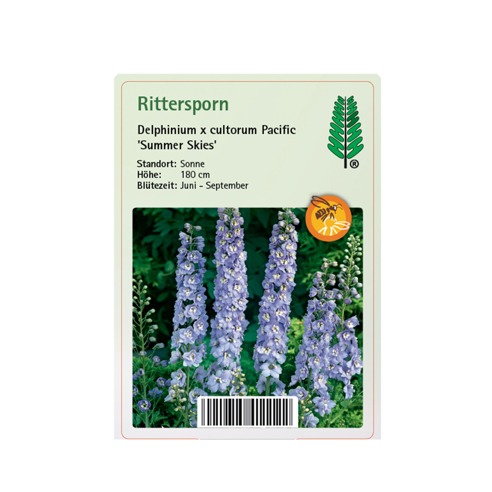 Rittersporn - Delphinium pacific 'Summer Skies', 11cm Topf