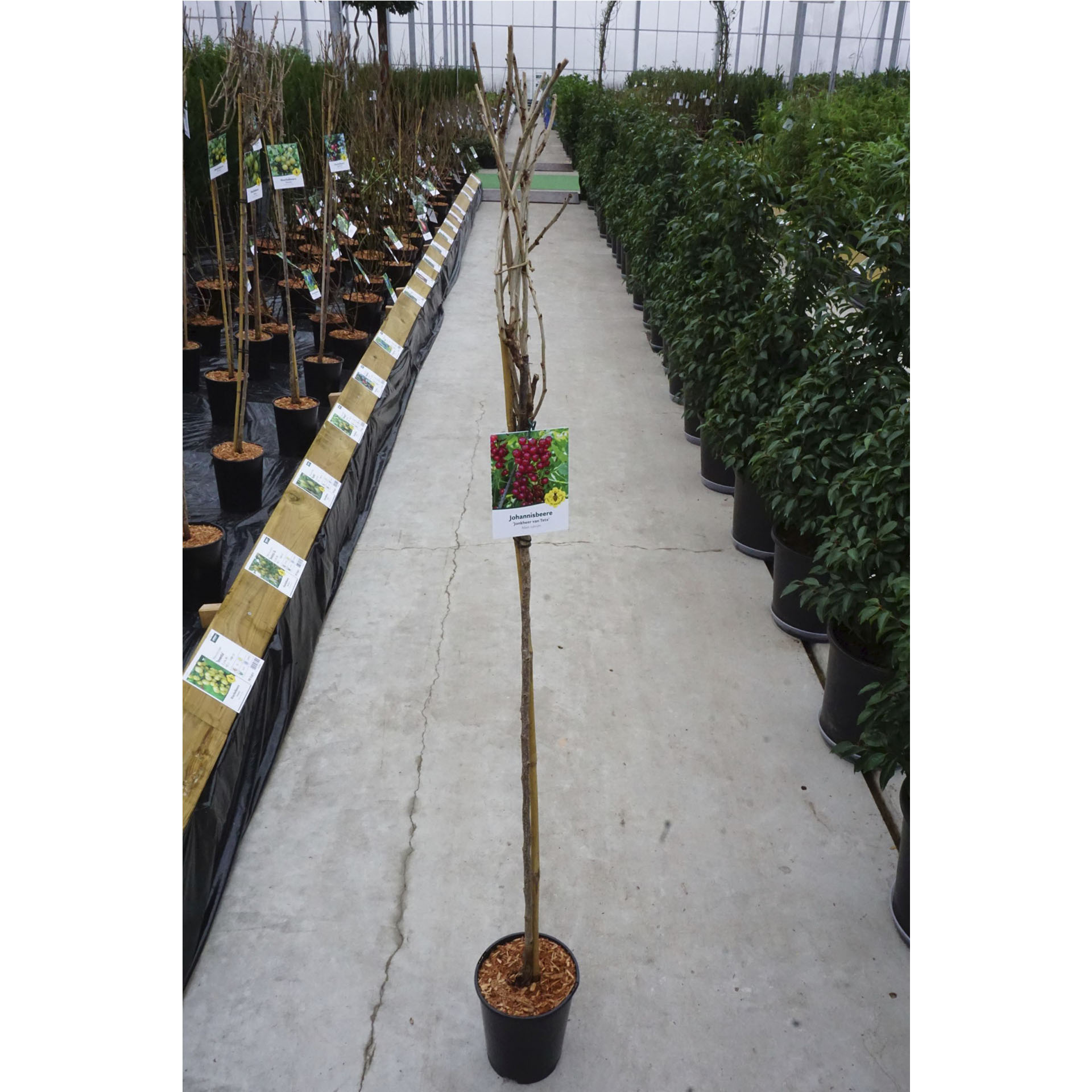 Pflanztopf mit Johannisbeere Jonkheer van Tets