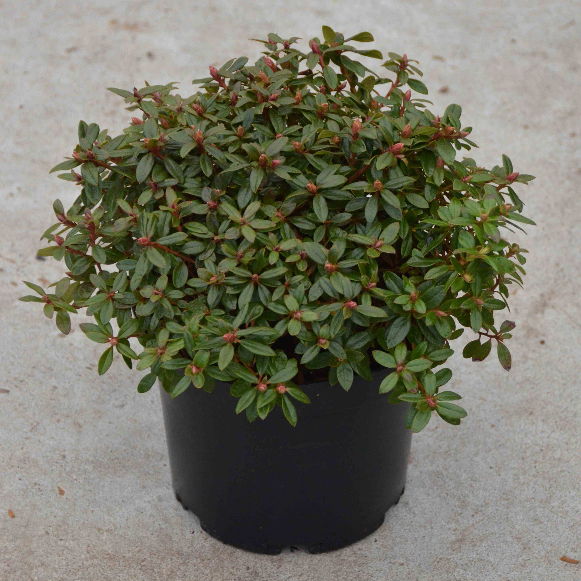 Rhododendron - Rhododendron impeditum 'Moerheim', C4 25-30cm