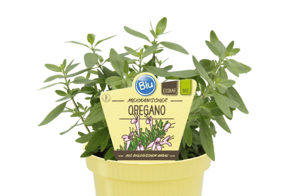 BIO Oregano Mexikanischer