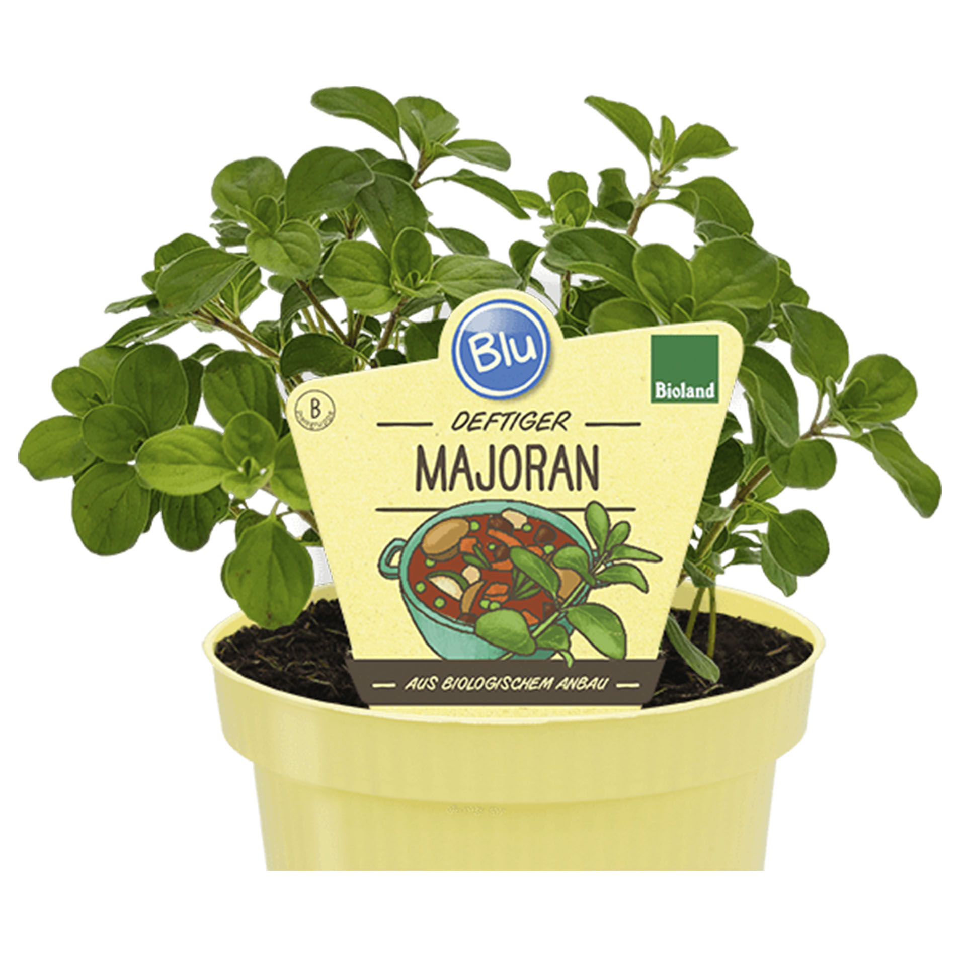 Pflanztopf mit Deftiger Majoran und Pflanzenstecker