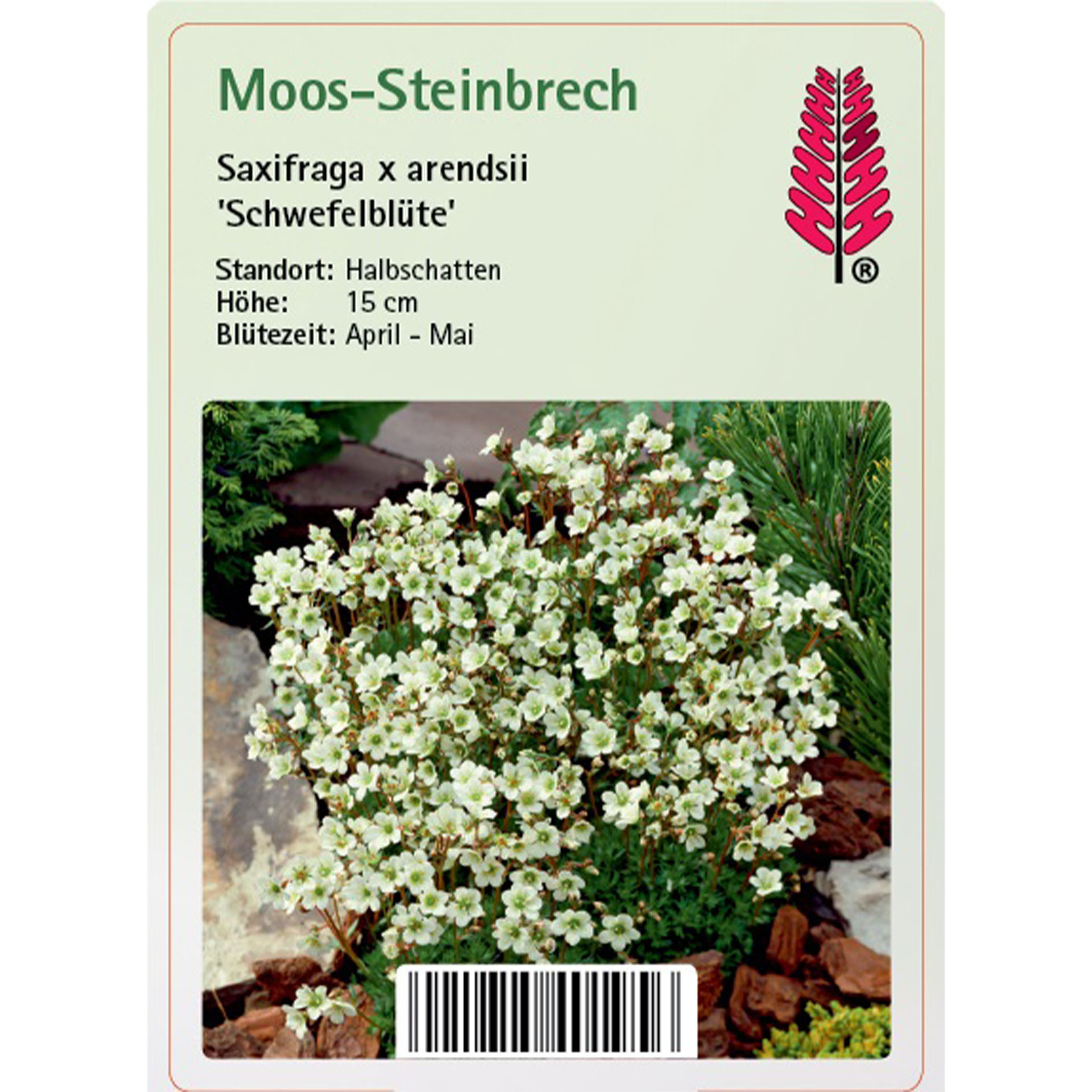 Blume, Pflanze, Kräuterisch, Blumen-Arrangement, Blütenblatt