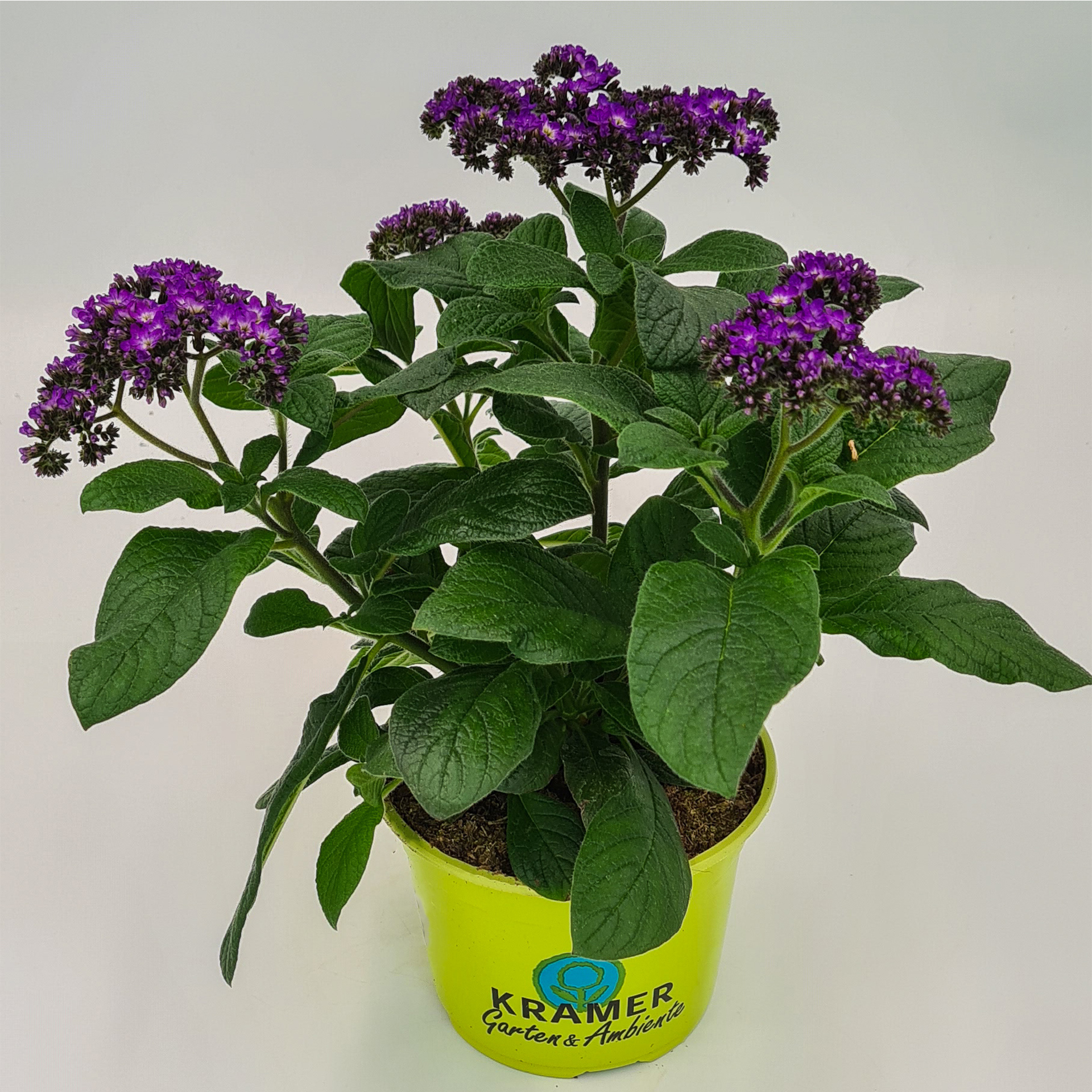 Vanilleblume - Heliotropium arborescens 'Midnight Sky', 12cm Topf