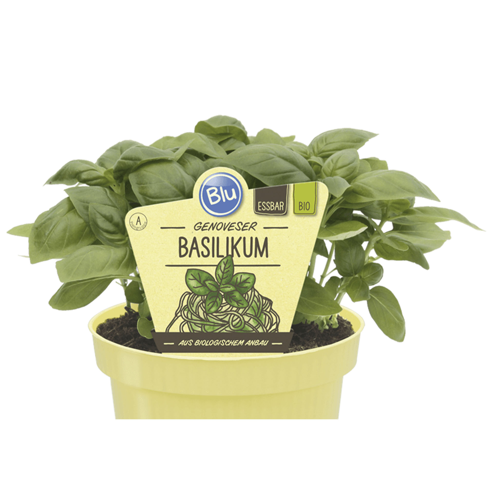Genoveser Basilikum im Topf mit Pflanzstecker