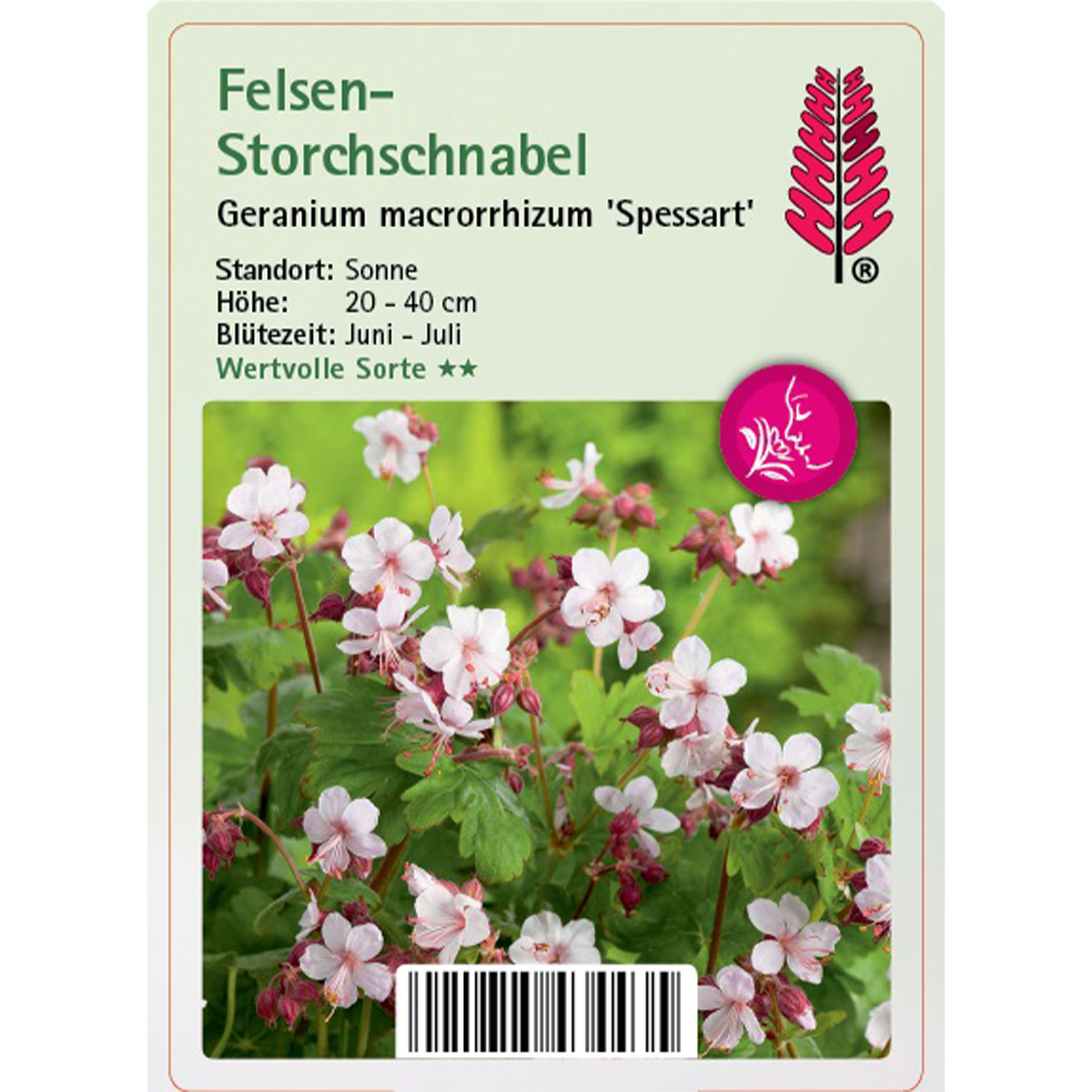 Blume, Geranie, Pflanze, Blütenblatt