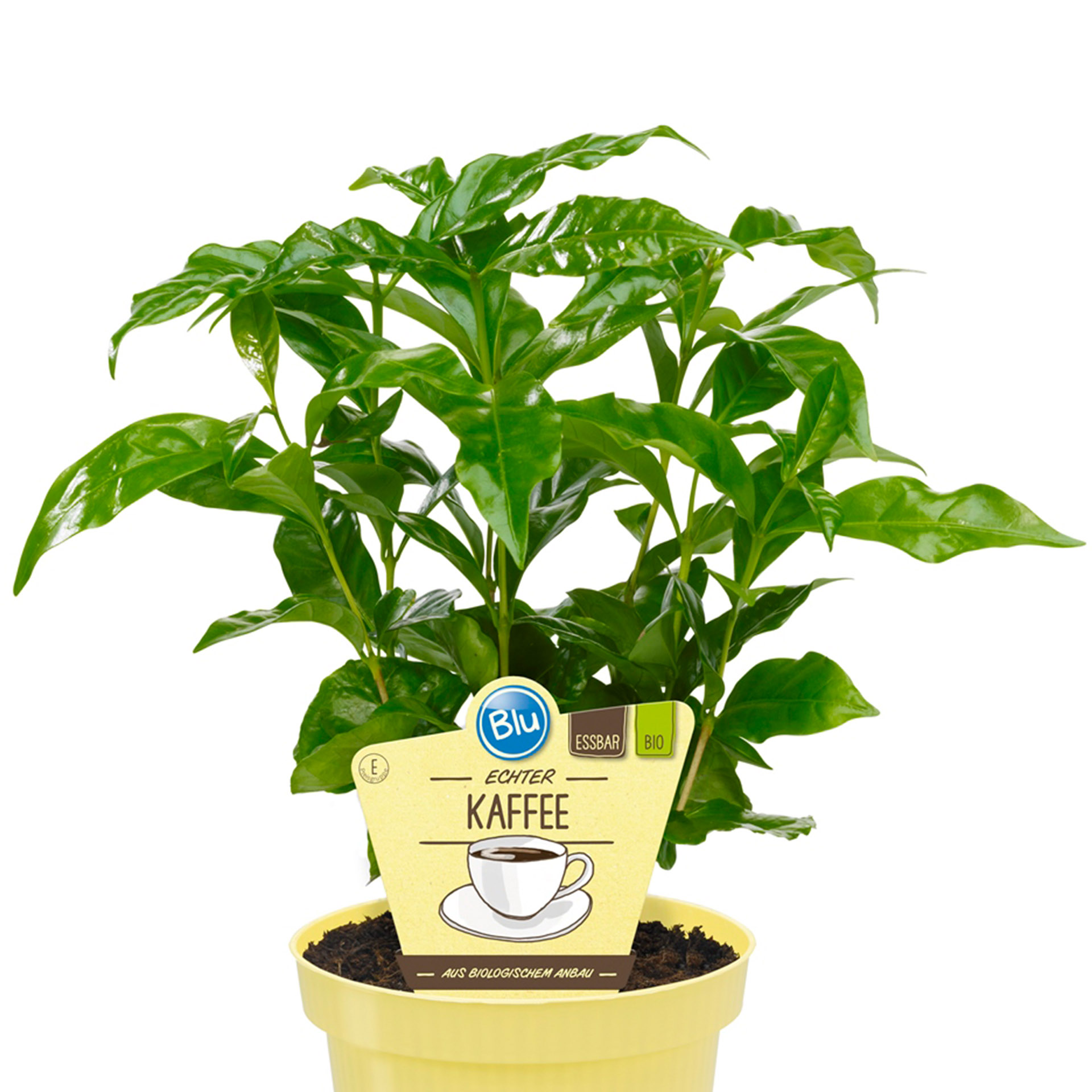 BIO Kaffee Echter - Coffea arabica, 12cm Topf