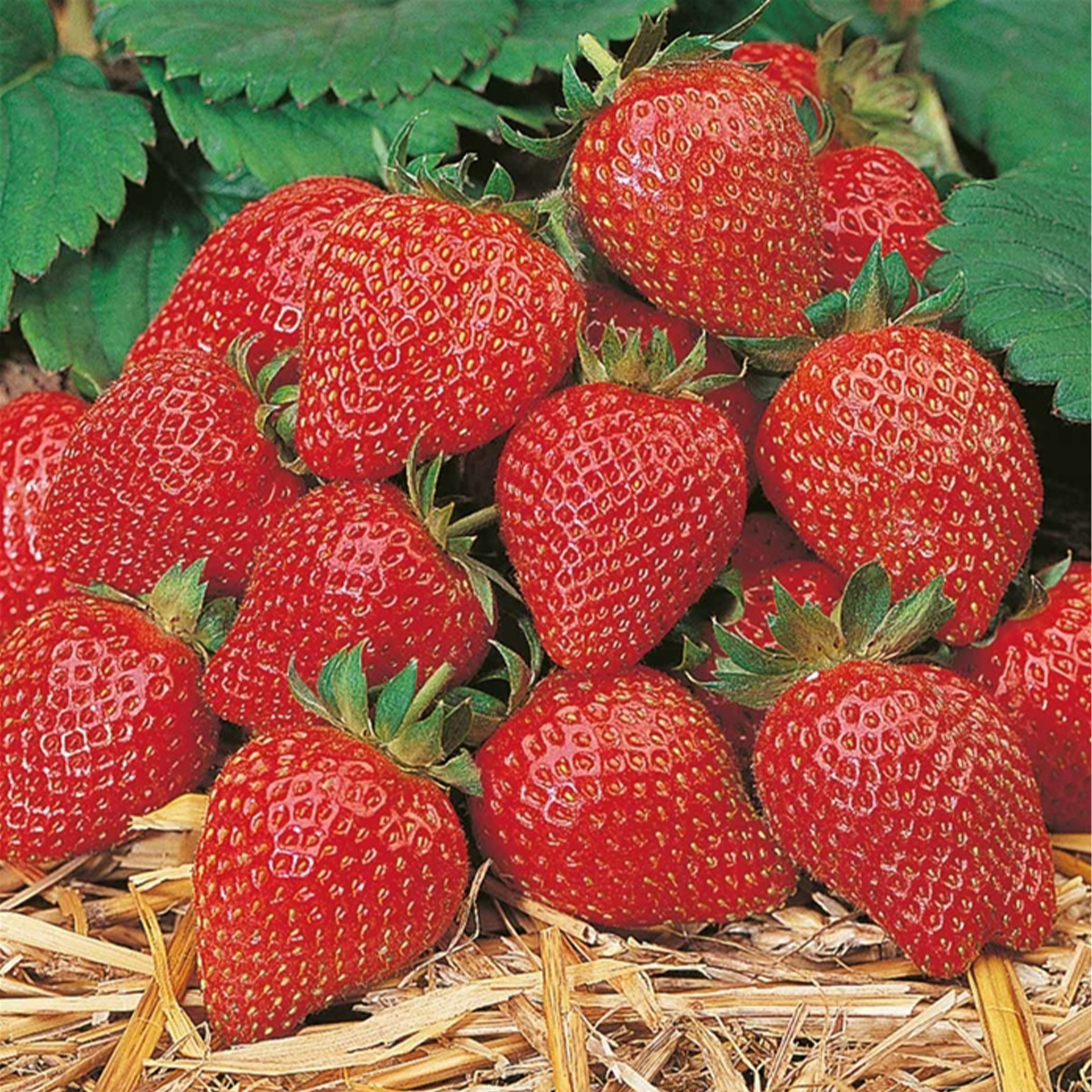 Erdbeere 'Elan' - Fragaria ananassa, 12cm Topf