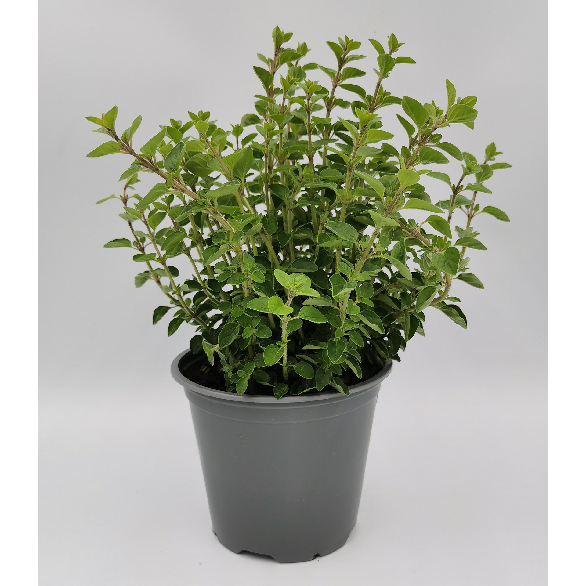 Oregano Küchenkraut Gewürz mediterrane Gewürzpflanze