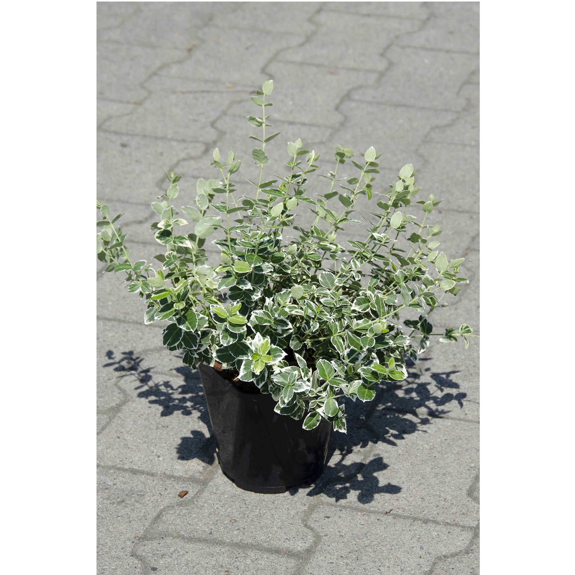 Kriechspindel idealer Bodendecker immergrünes Laub weiß-grün gemustert