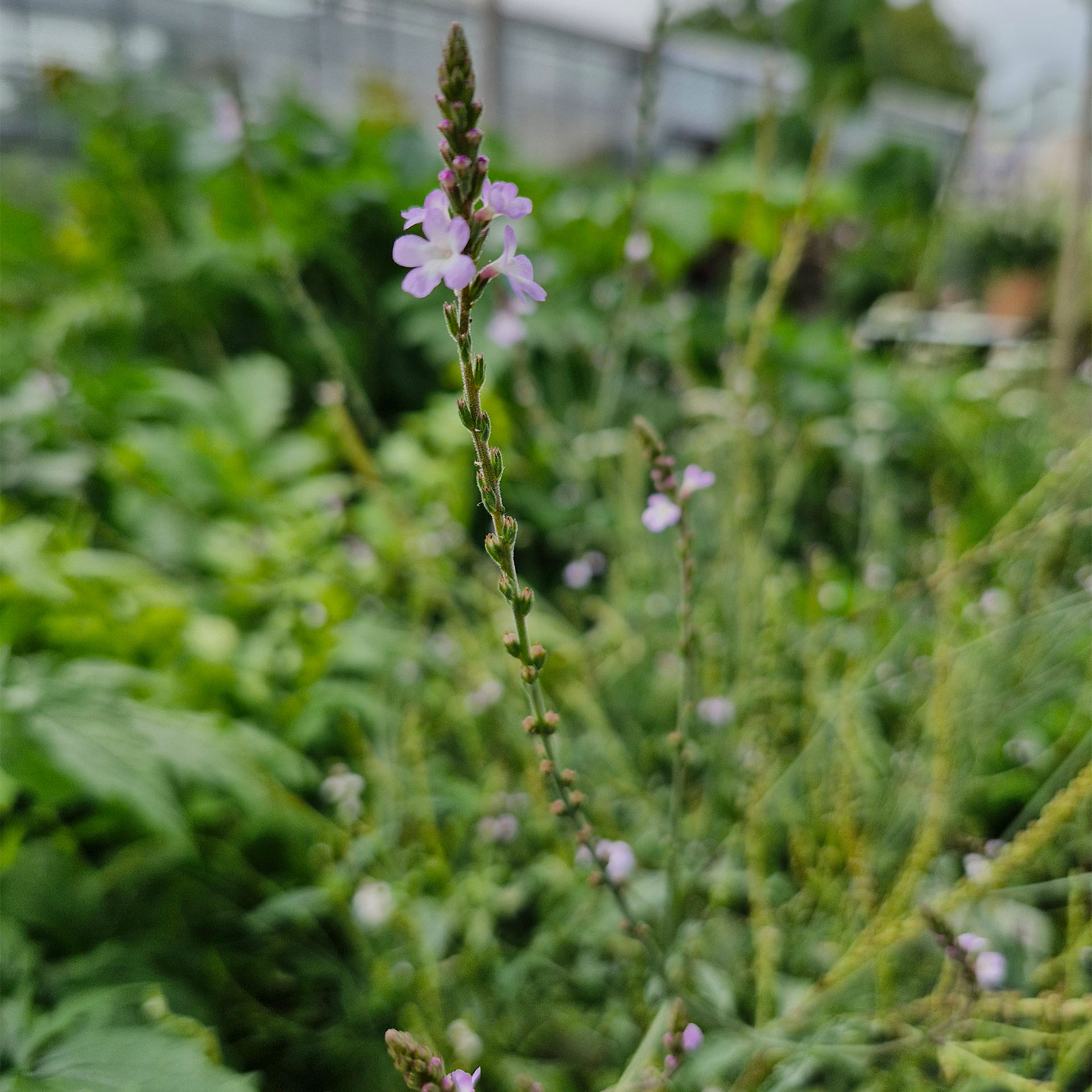 Echtes Eisenkraut - Verbena officinalis