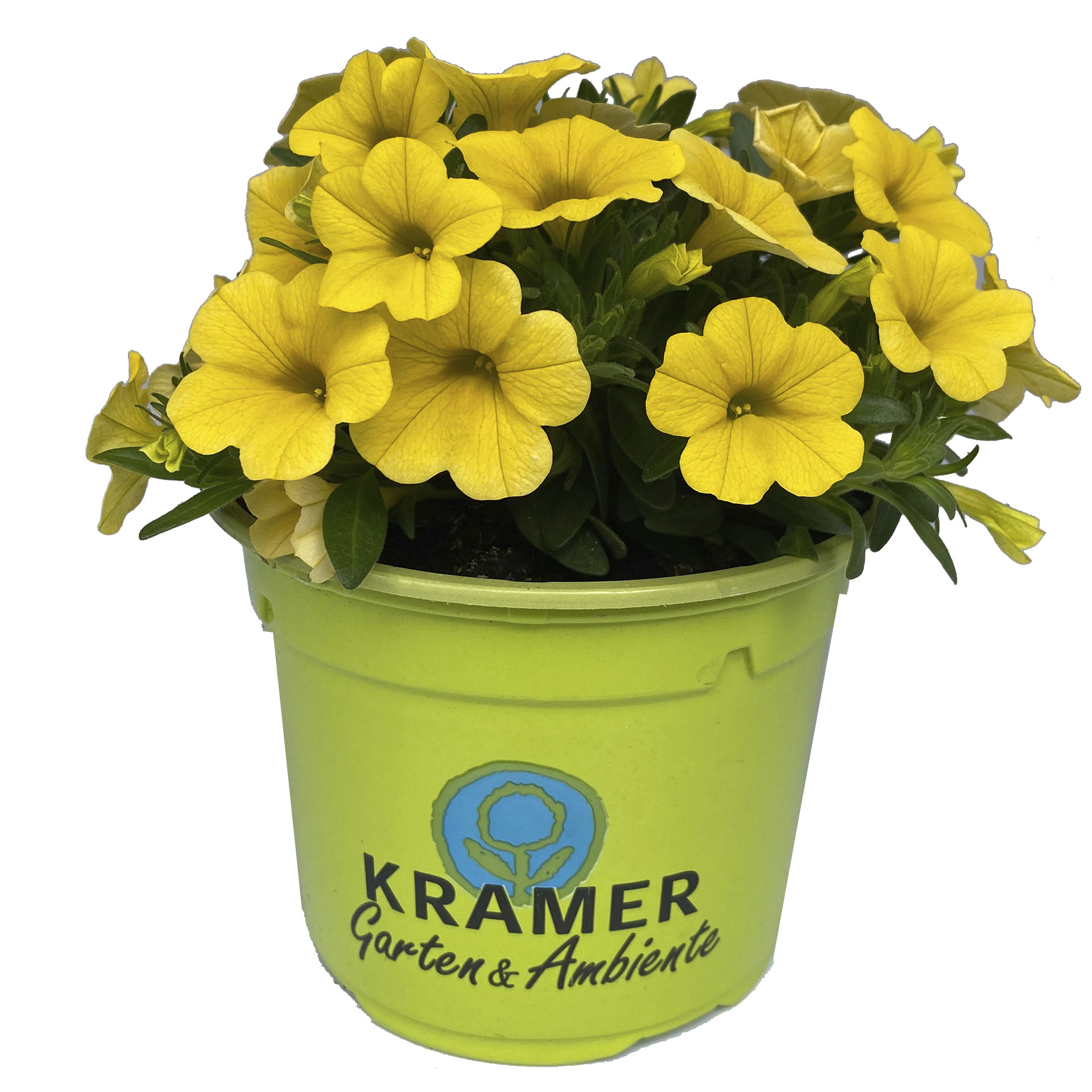 gelb blühendes Zauberglöckchen Calipetite Yellow im Pflanztopf