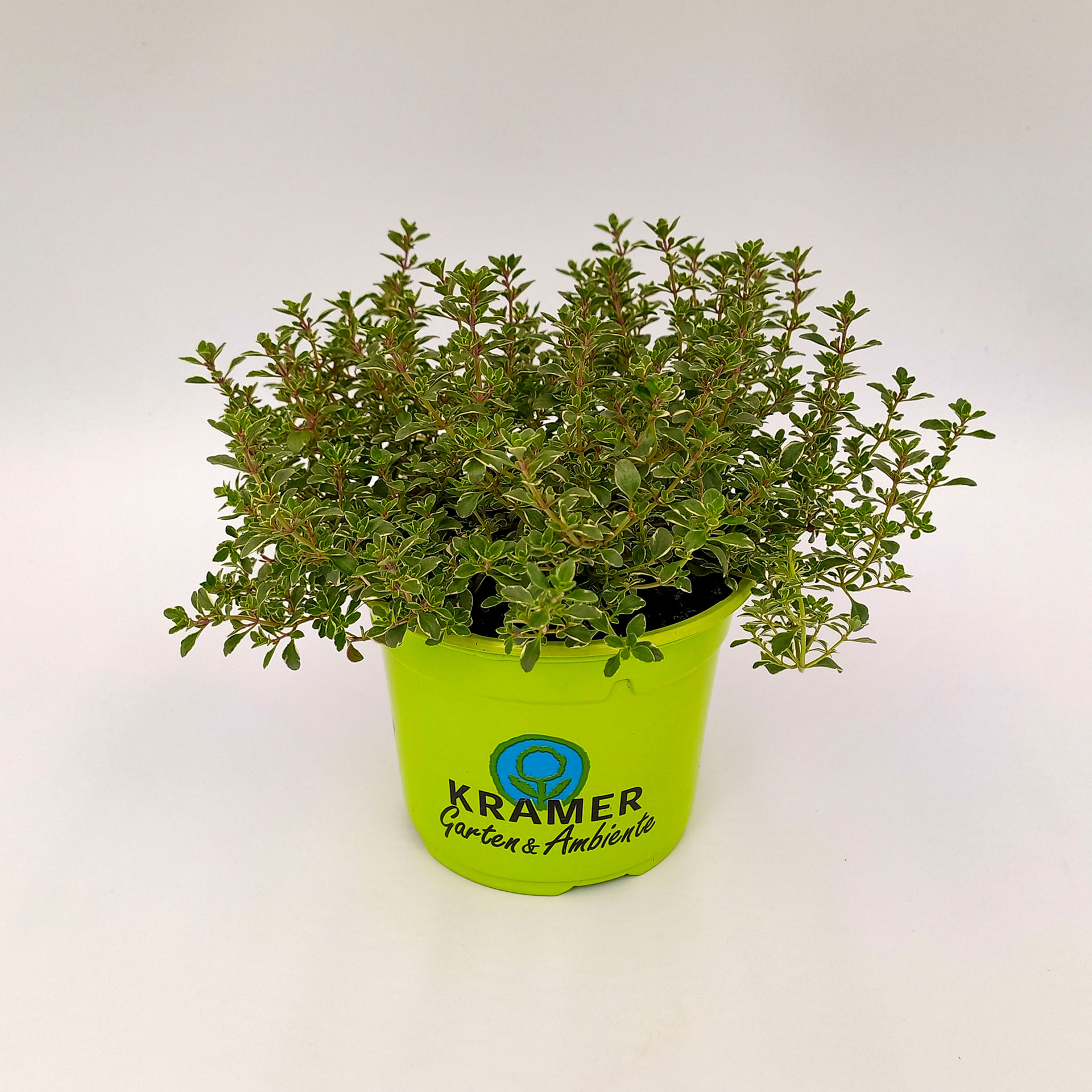 Silberner Zitronenthymian Silver Queen Bodendecker Polsterstaude pflegeleicht