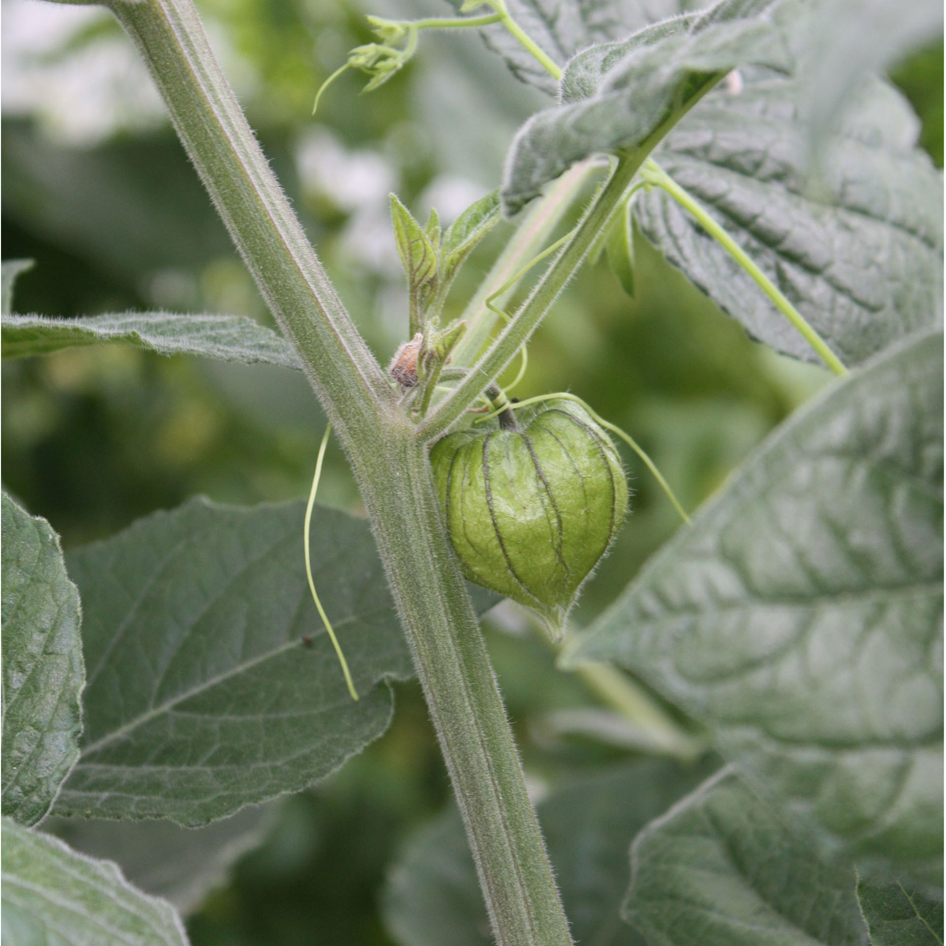 Bio Physalis Beerenobst  wohlschmeckend vitaminreich