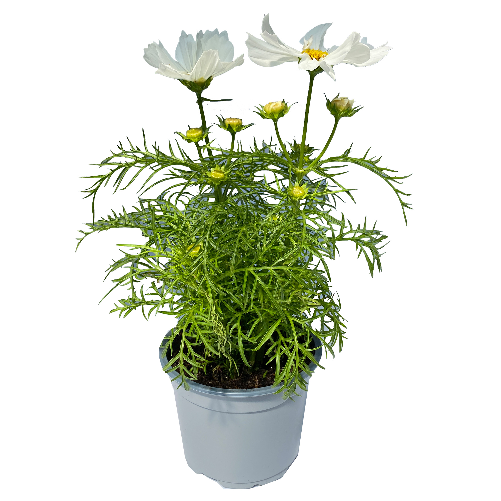 Schmuckkörbchen weiß