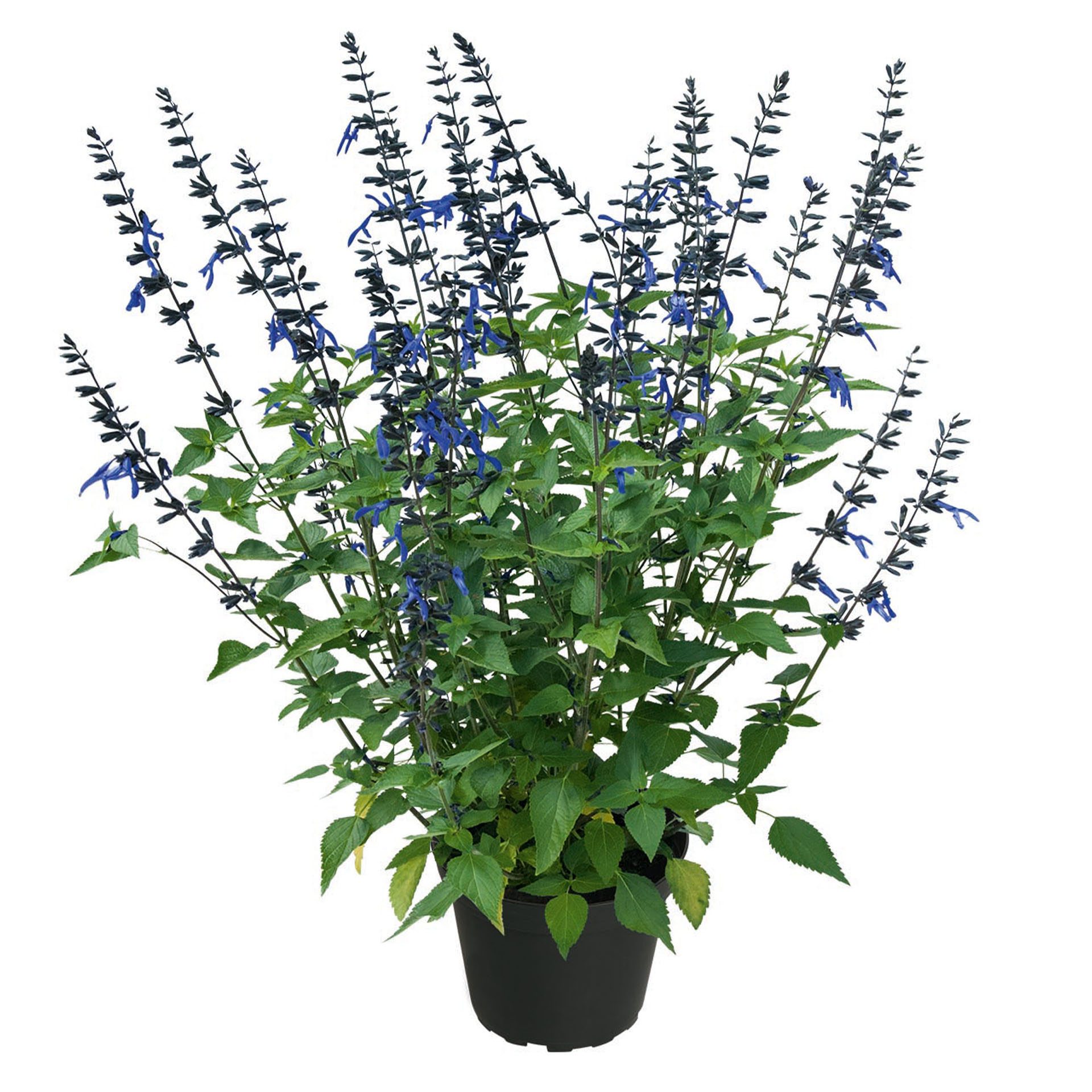 Ziersalbei - Salvia ROCKIN True Blue, 2L Topf