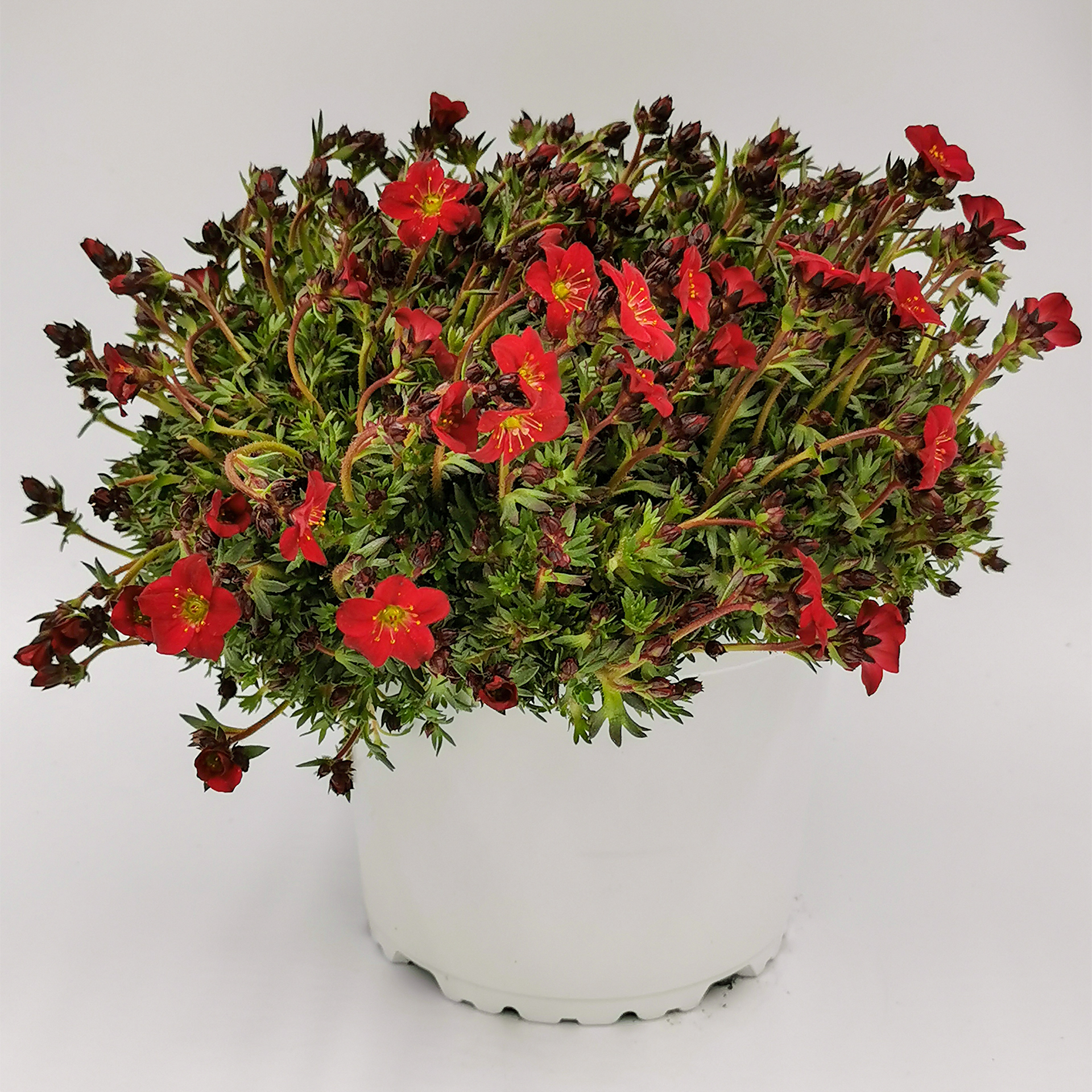 Steinbrech - Saxifraga x arendsii rot, 13cm Topf