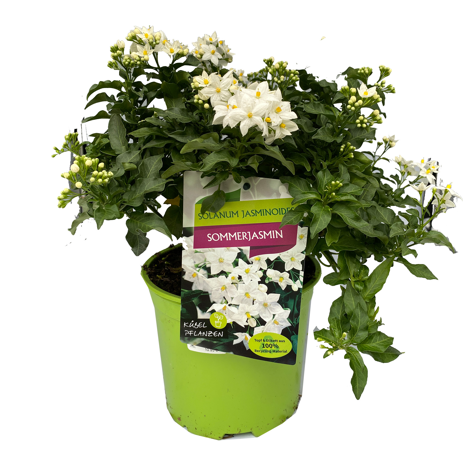 Falscher Jasmin Busch