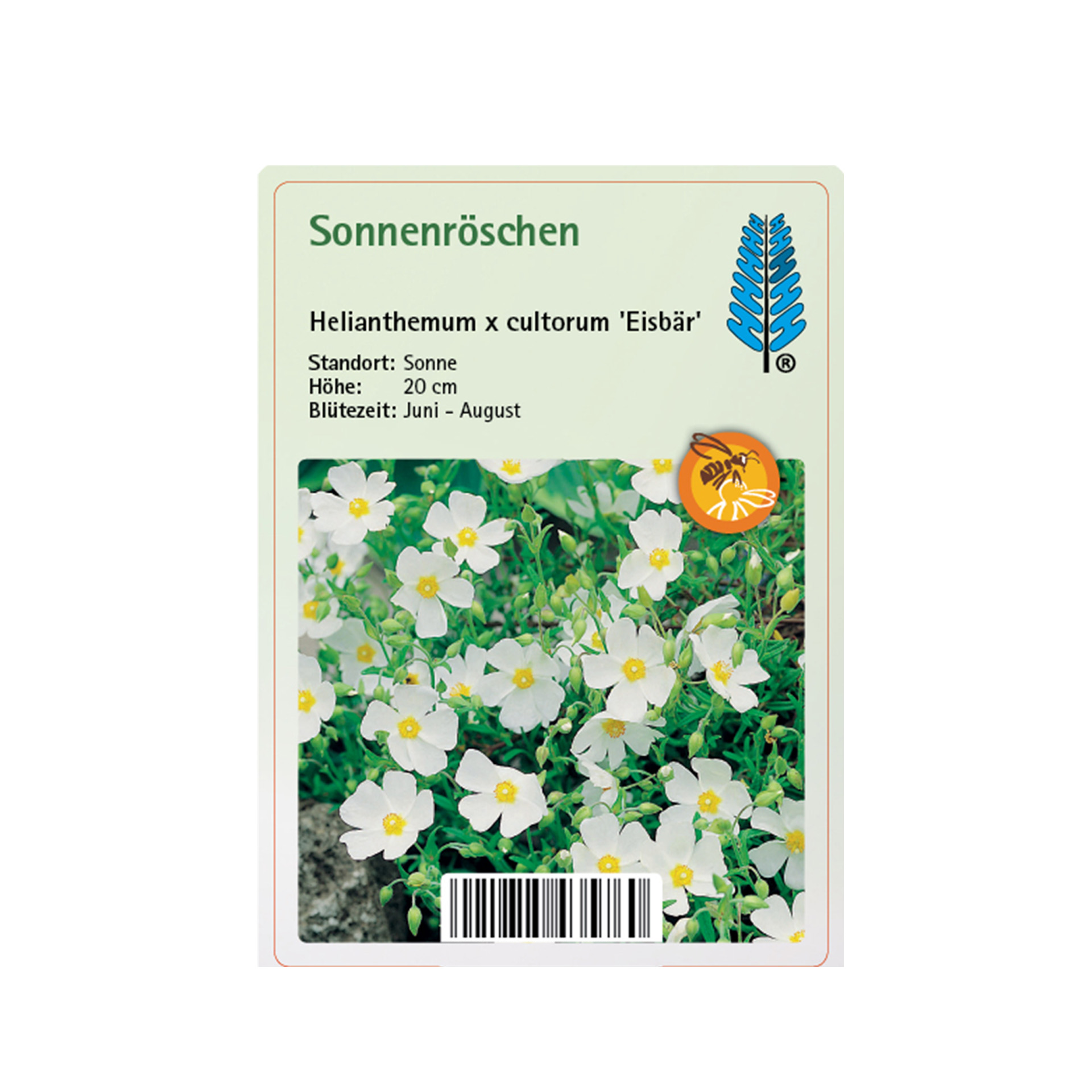 Sonnenröschen - Helianthemum x cult. 'Eisbär'