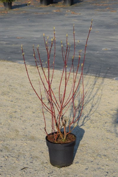 Hartriegel-Cornus alba Spaethii