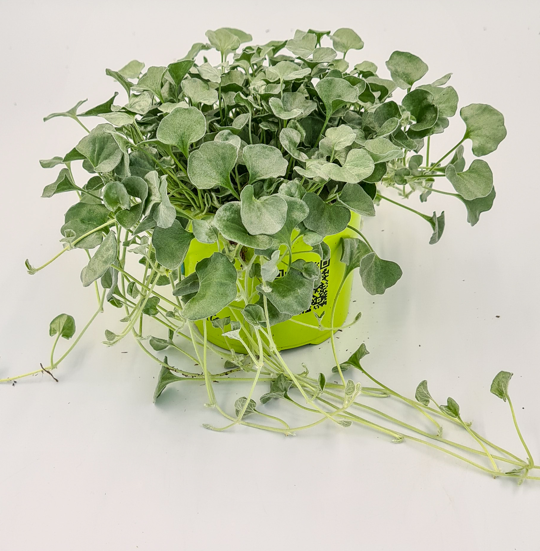 Dichondra Silberregen