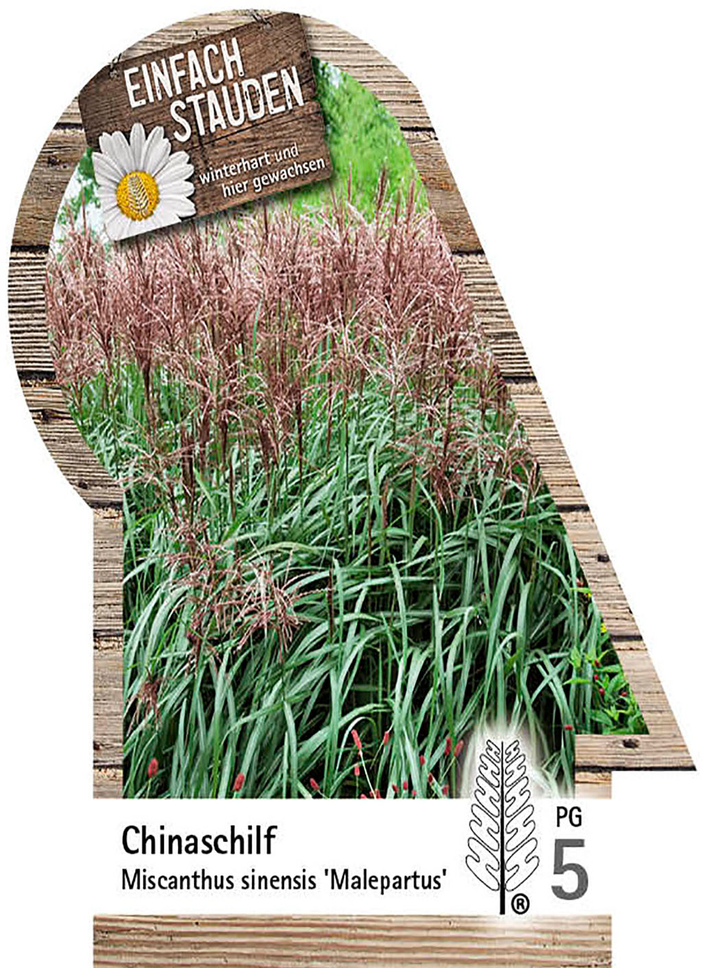 Chinaschilf - Miscanthus sinensis 'Malepartus', C5