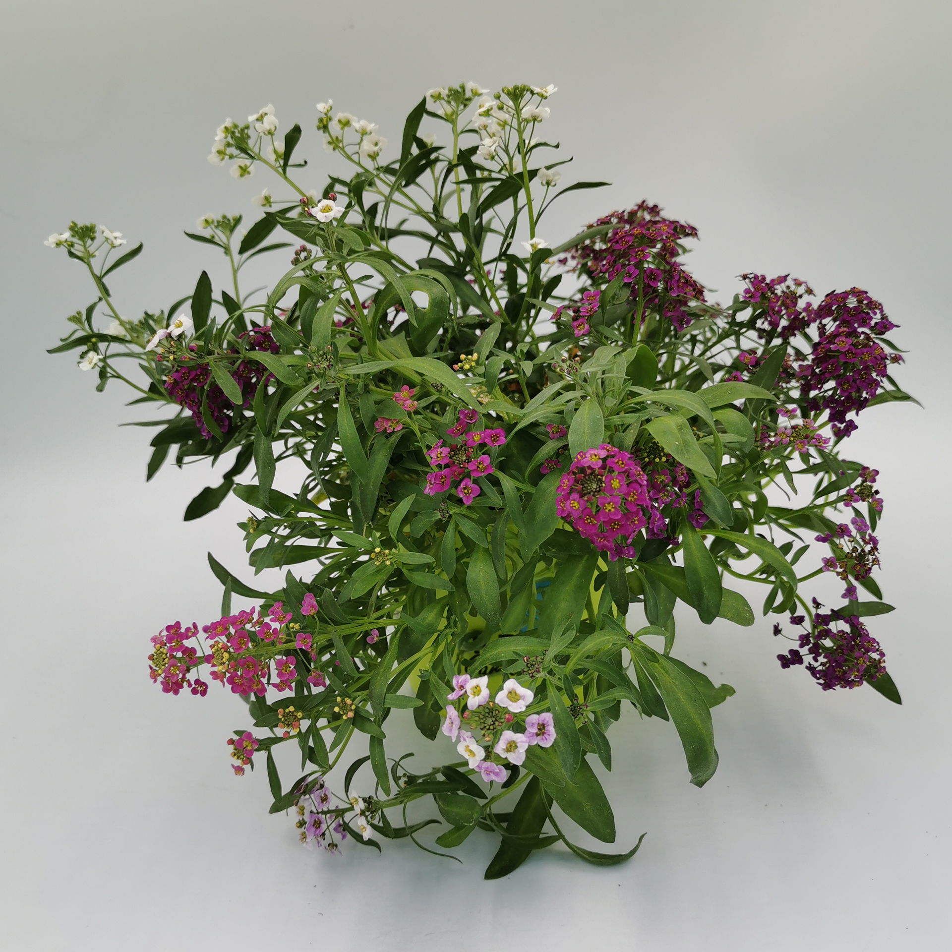 Duftsteinrich Trio - Lobularia maritima, 13cm Topf