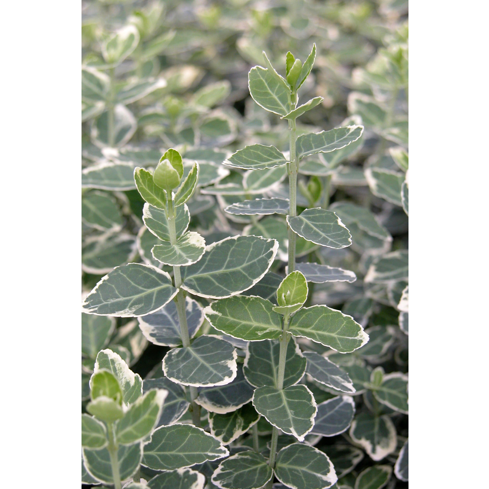 Kriechspindel idealer Bodendecker immergrünes Laub weiß-grün gemustert