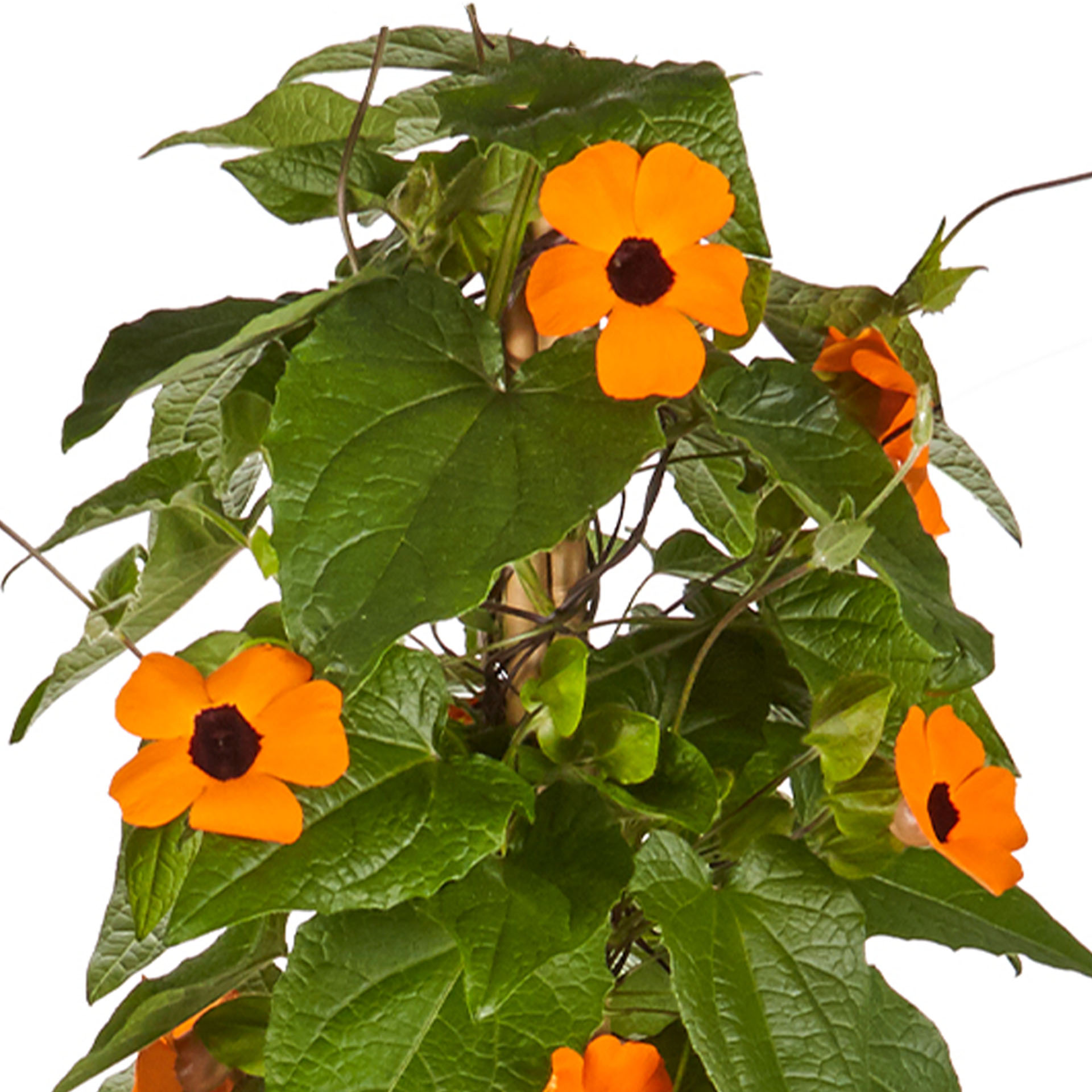 Schwarzäugige Susanne - Thunbergia alata 'Sunny Susy® Orange Eye', 13cm Topf