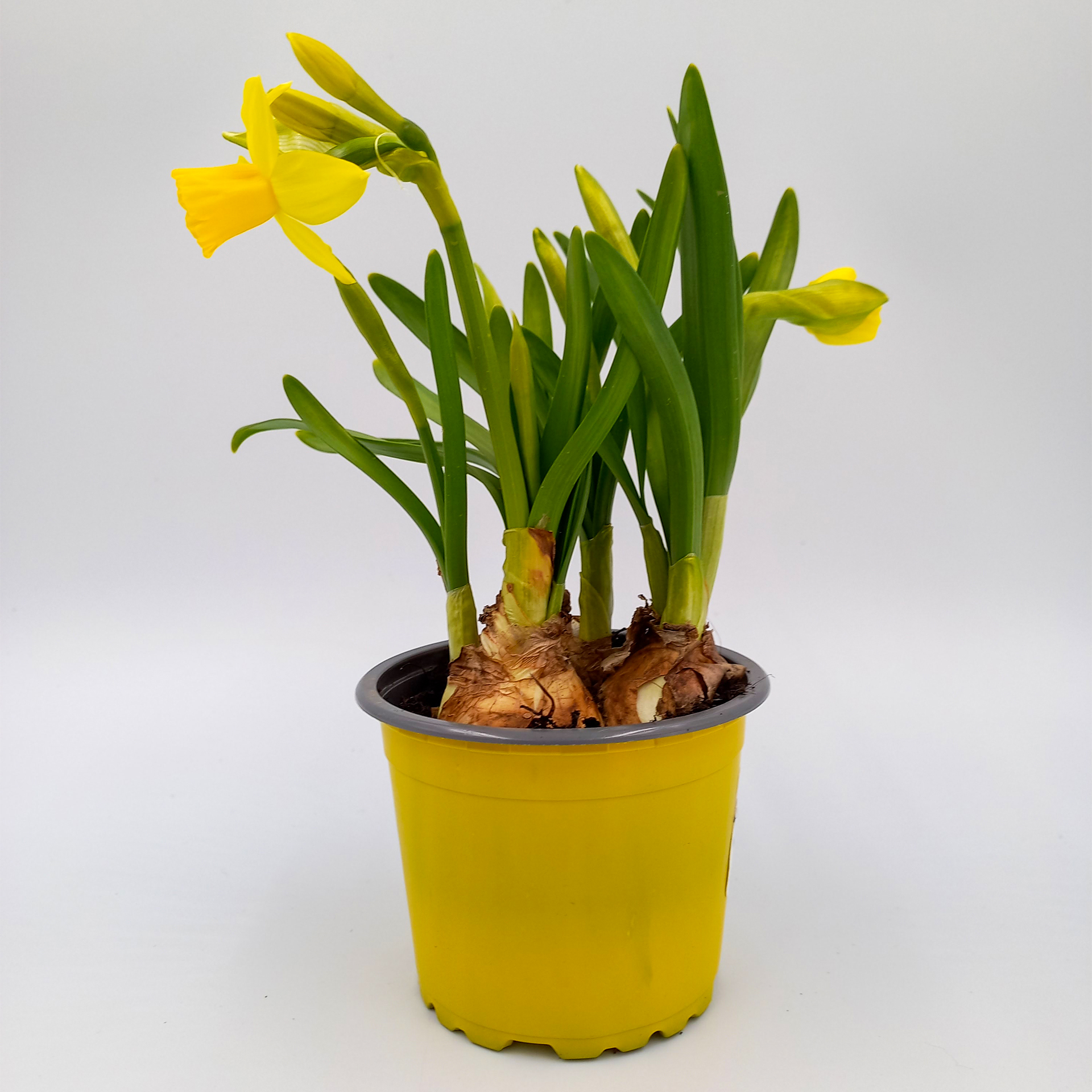 Narzisse tete à tete 9cm Osterglocken