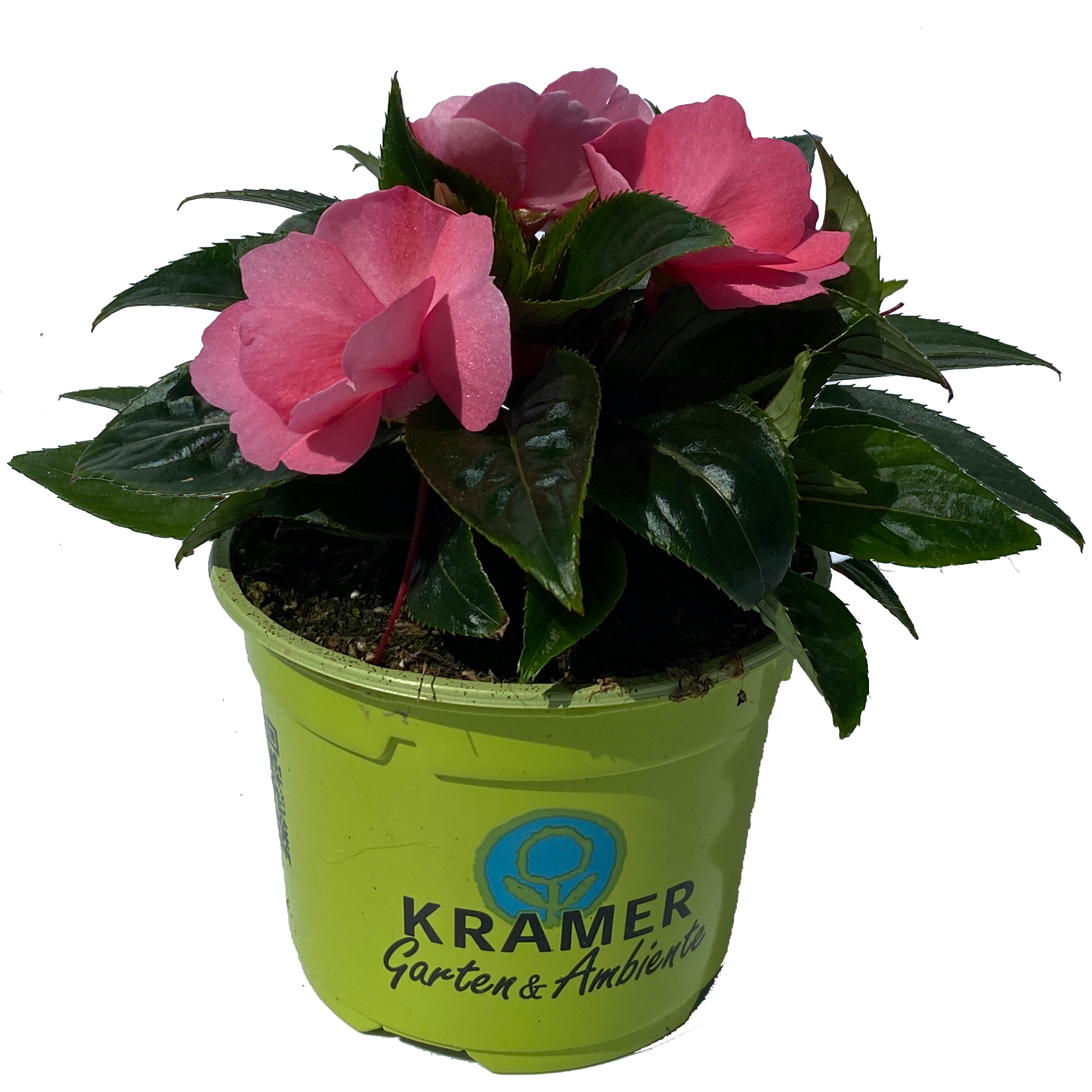 Edellieschen mini - Impatiens Neuguinea-Hybride 'Bonita Nicoya' rosa, 11cm Topf