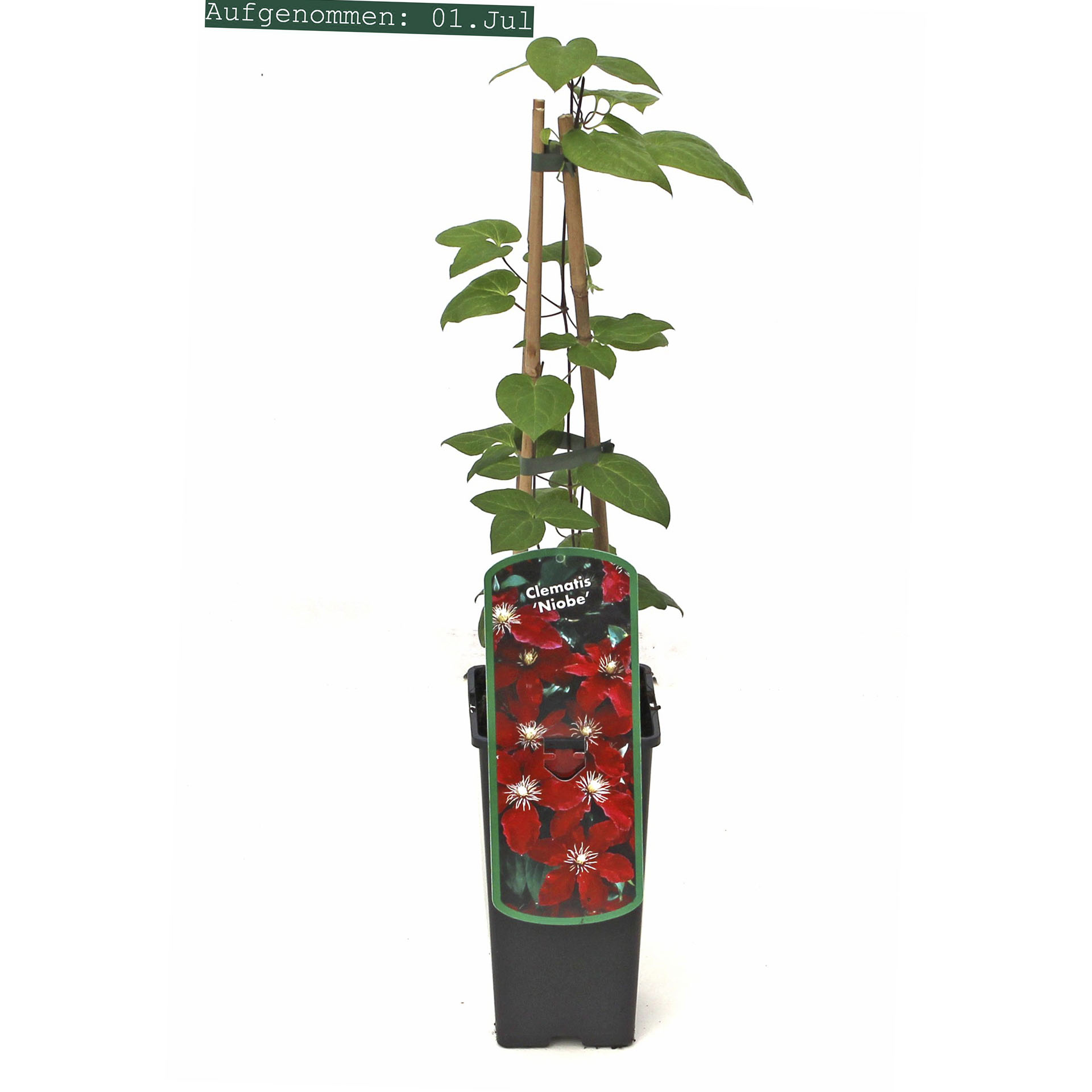 Clematis Niobe im Pflanztopf mit Pflanzenstecker