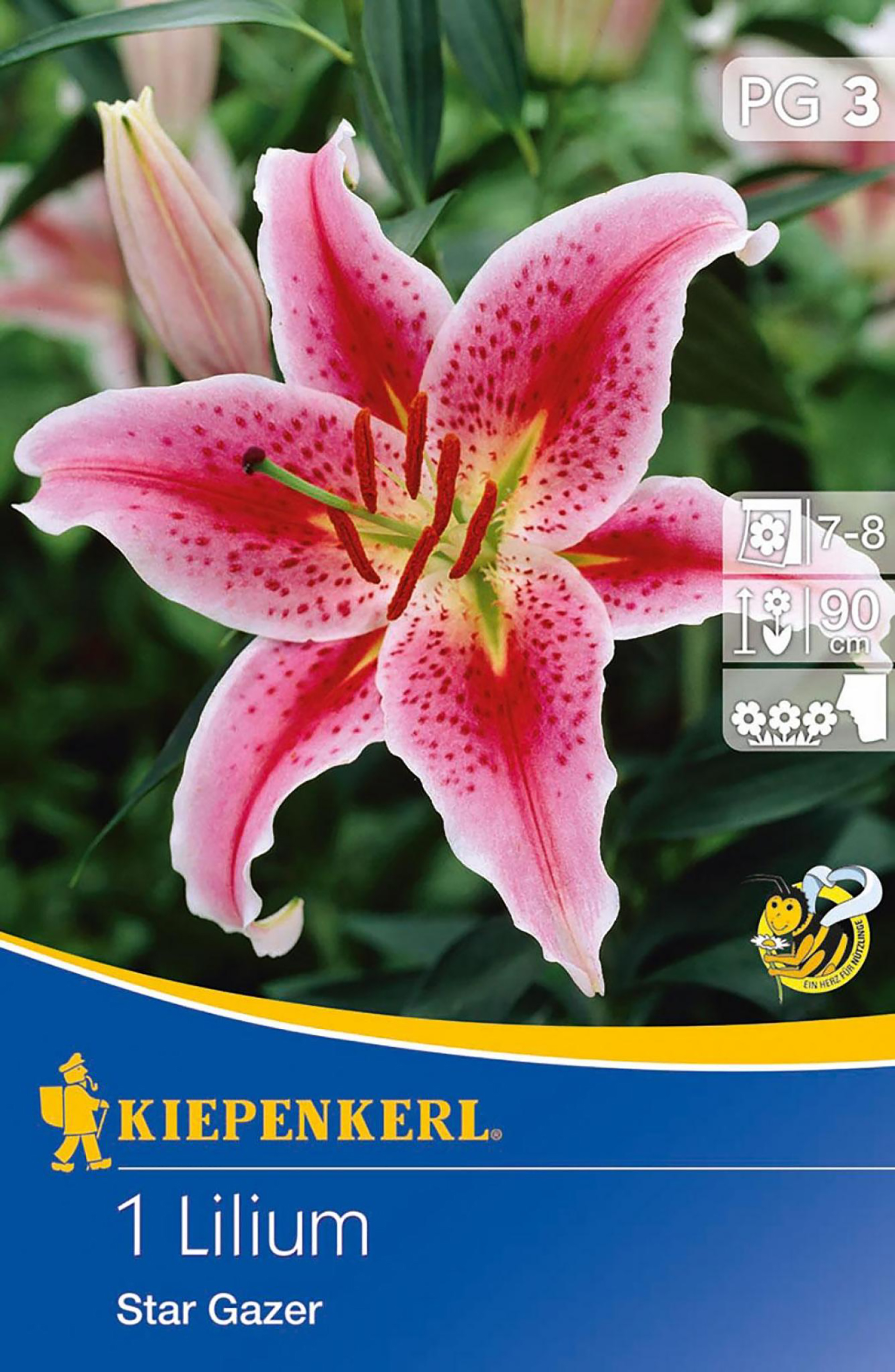 Oriental-Lilie 'Stargazer', Blumenzwiebeln