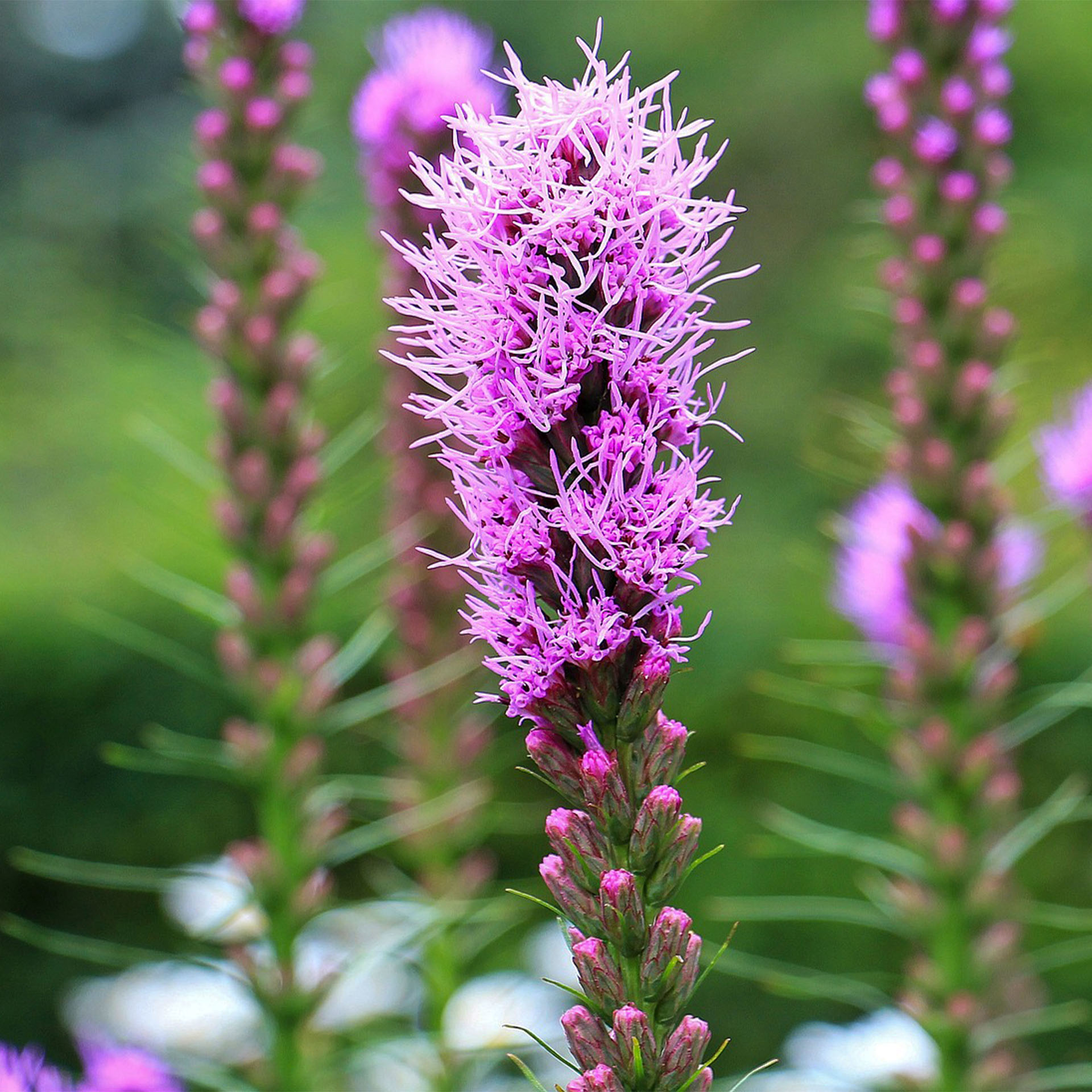 Purpur, Blume, Pflanze, Purpur, Blume, Pflanze