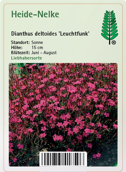 Blume, Pflanze, Vegetation