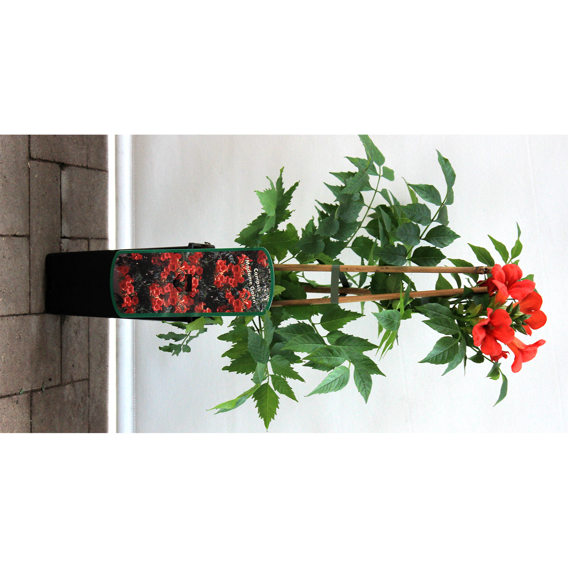 Kletter-Trompete - Campsis radicans 'Mme Galen', C2eck 40-60cm