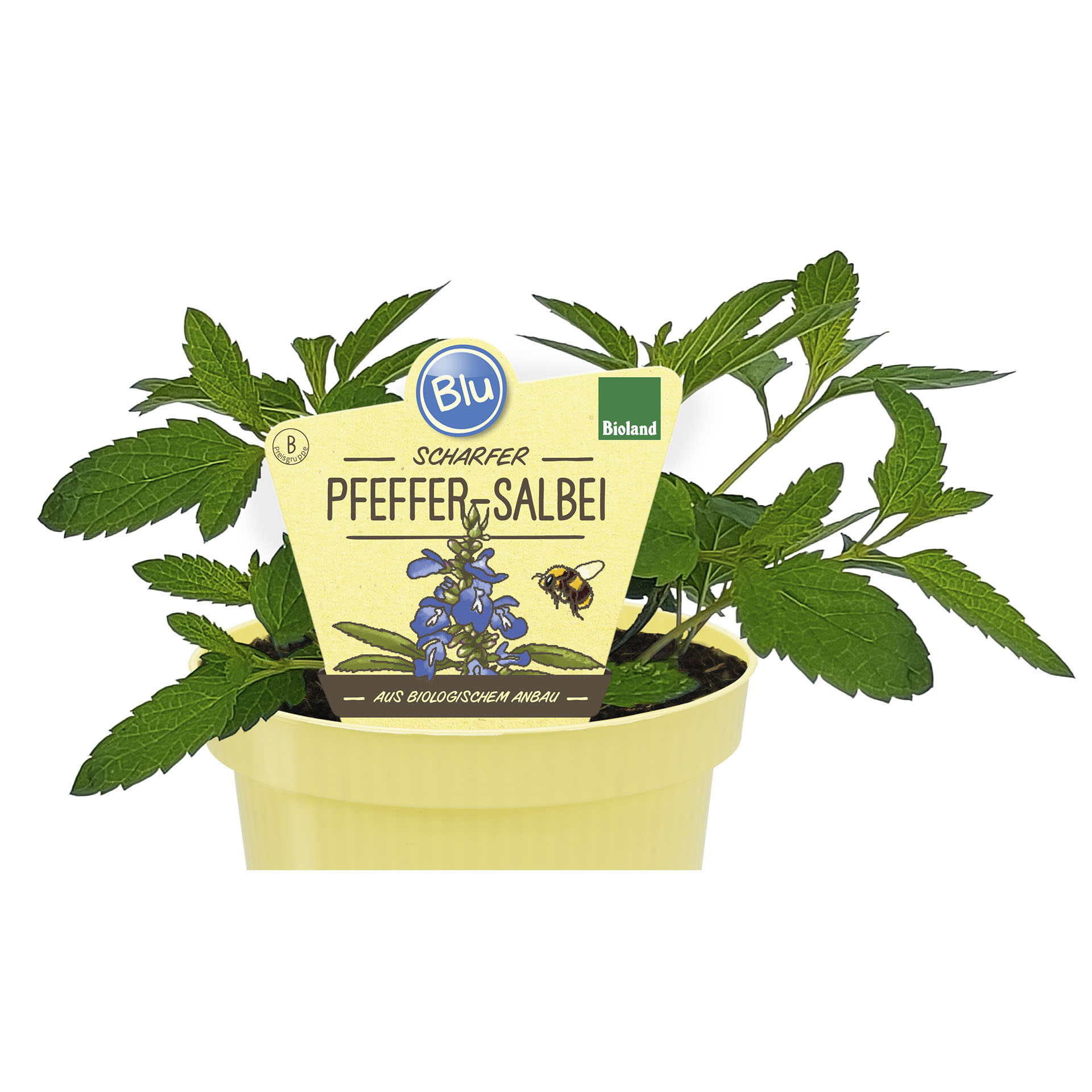 Pflanztopf mit Pfeffer-Salbei und Pflanzenstecker