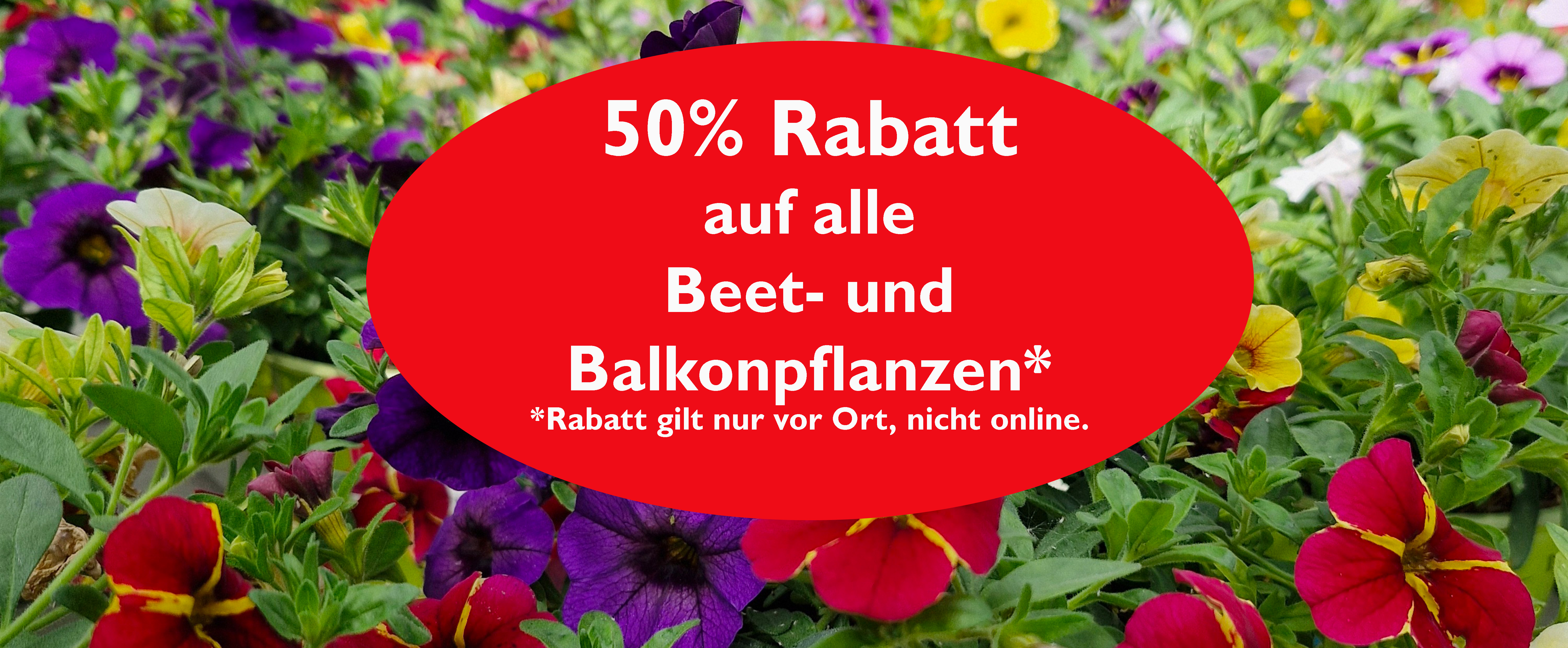 Blume, Blütenblatt, Pflanzenwuchs, Garten, Purpur