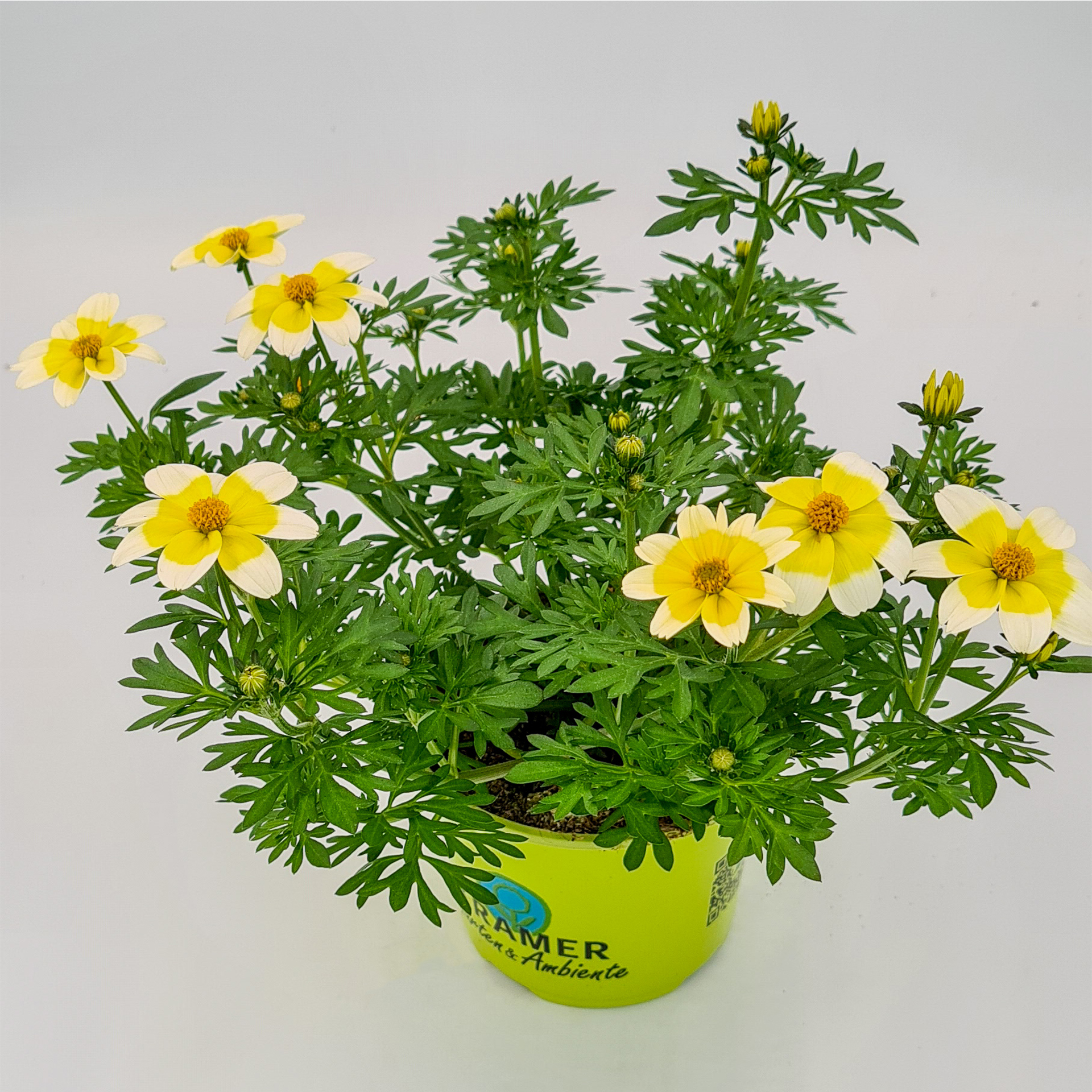 Goldmarie - Bidens ferulifolia 'Bee White', 12cm Topf