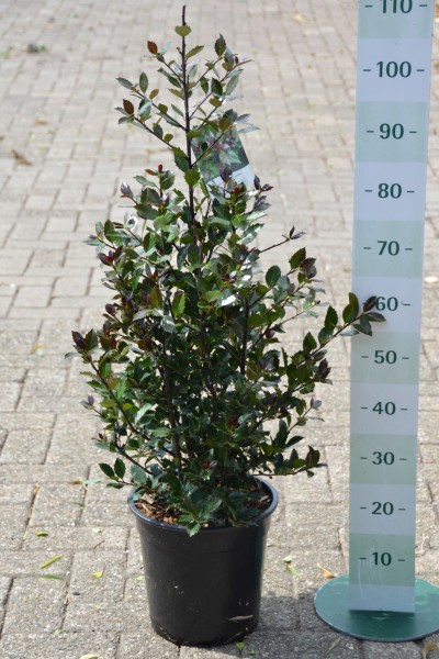 Ilex crenata 'meserveae' Heckenblau