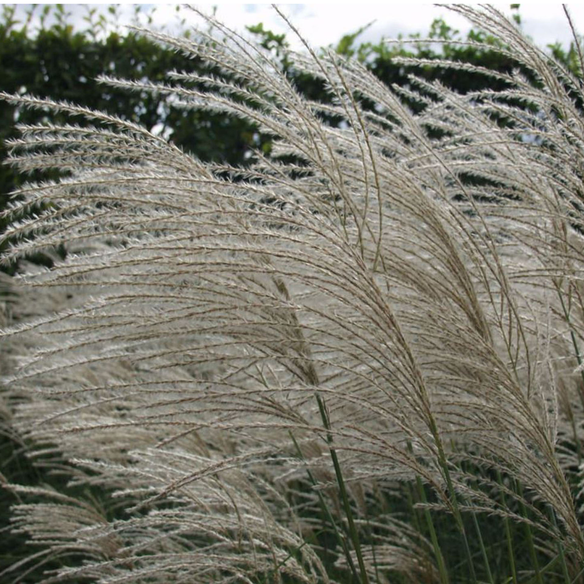 Pflanze, Schilf, Vegetation, Gras