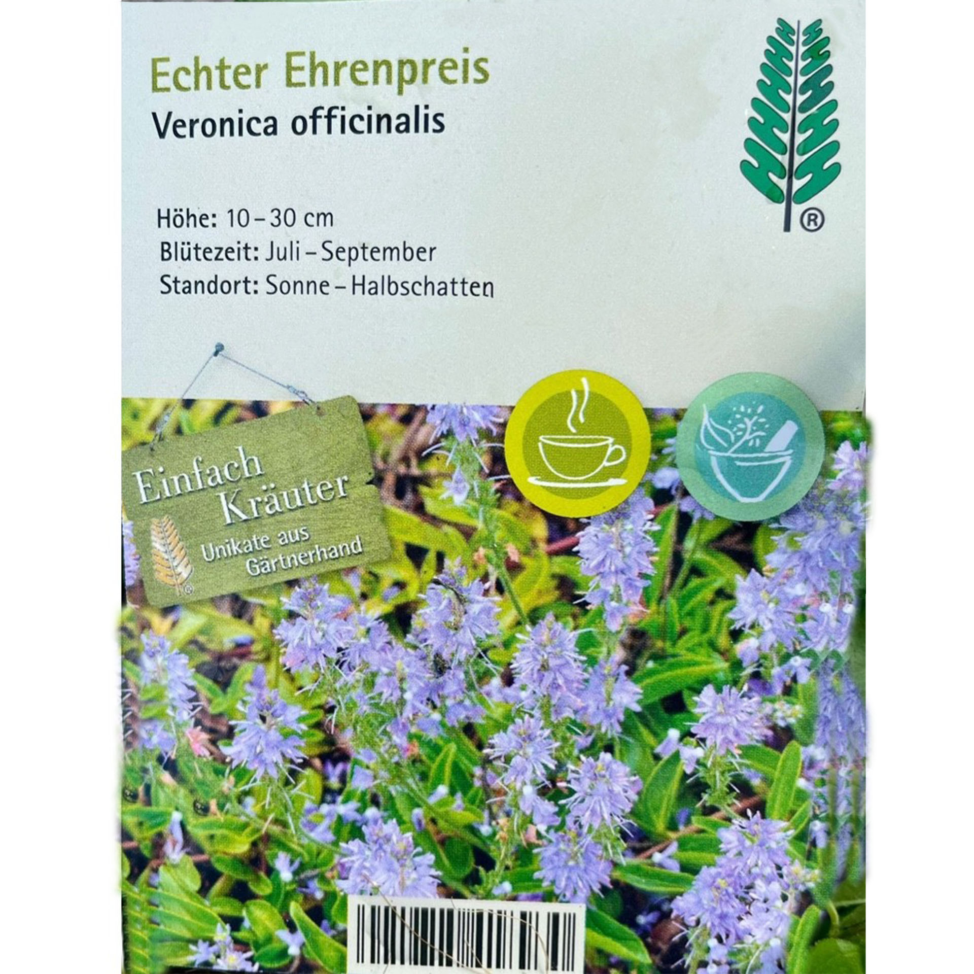 Kräuterpflanze, Veronica officinalis, Blütenpflanze, Küchenkraut, Rankende Staude