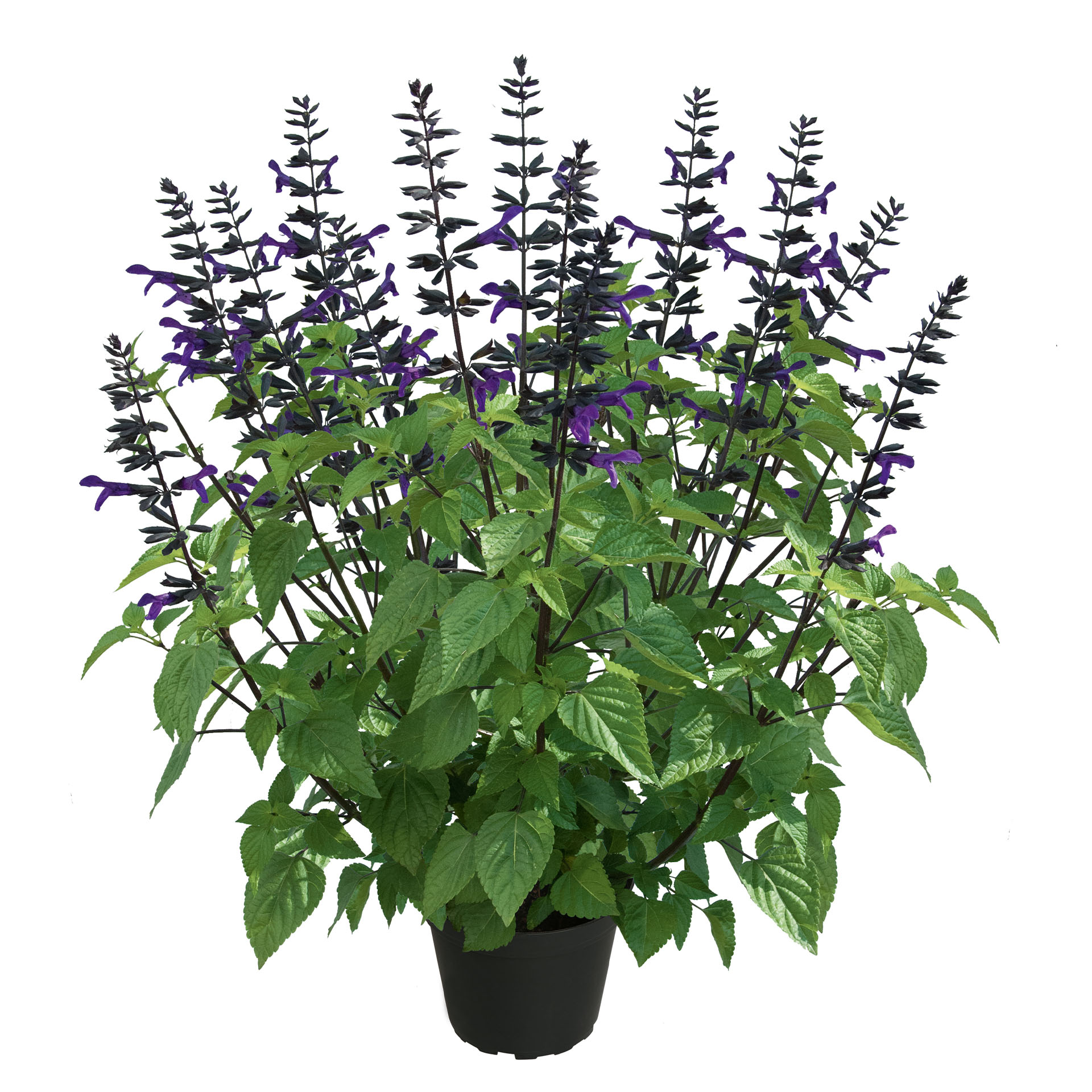 Salbei - Salvia ROCKIN Deep Purple, 2L Topf