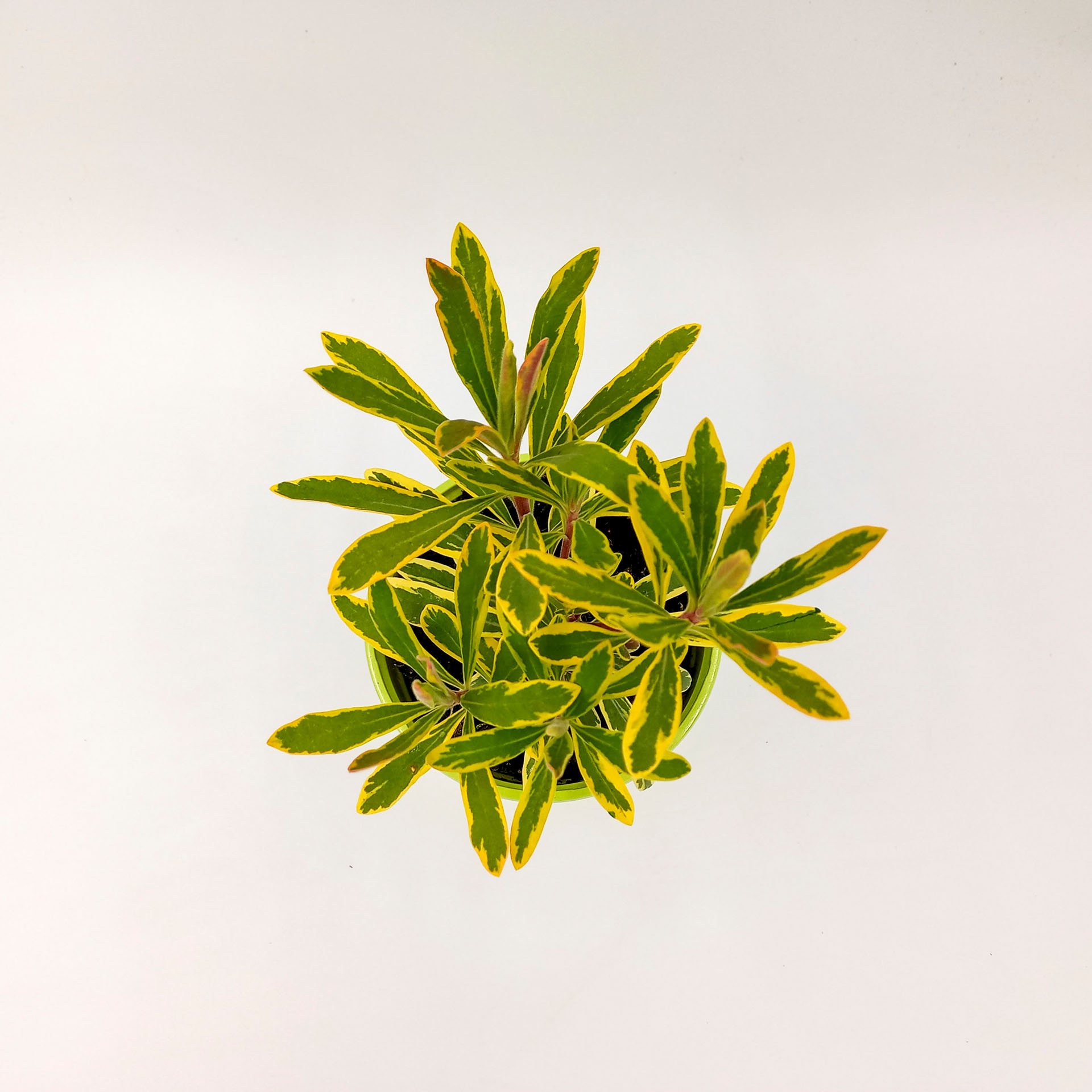 Buntblättrige Garten-Wolfsmilch Ascot Rainbow 2