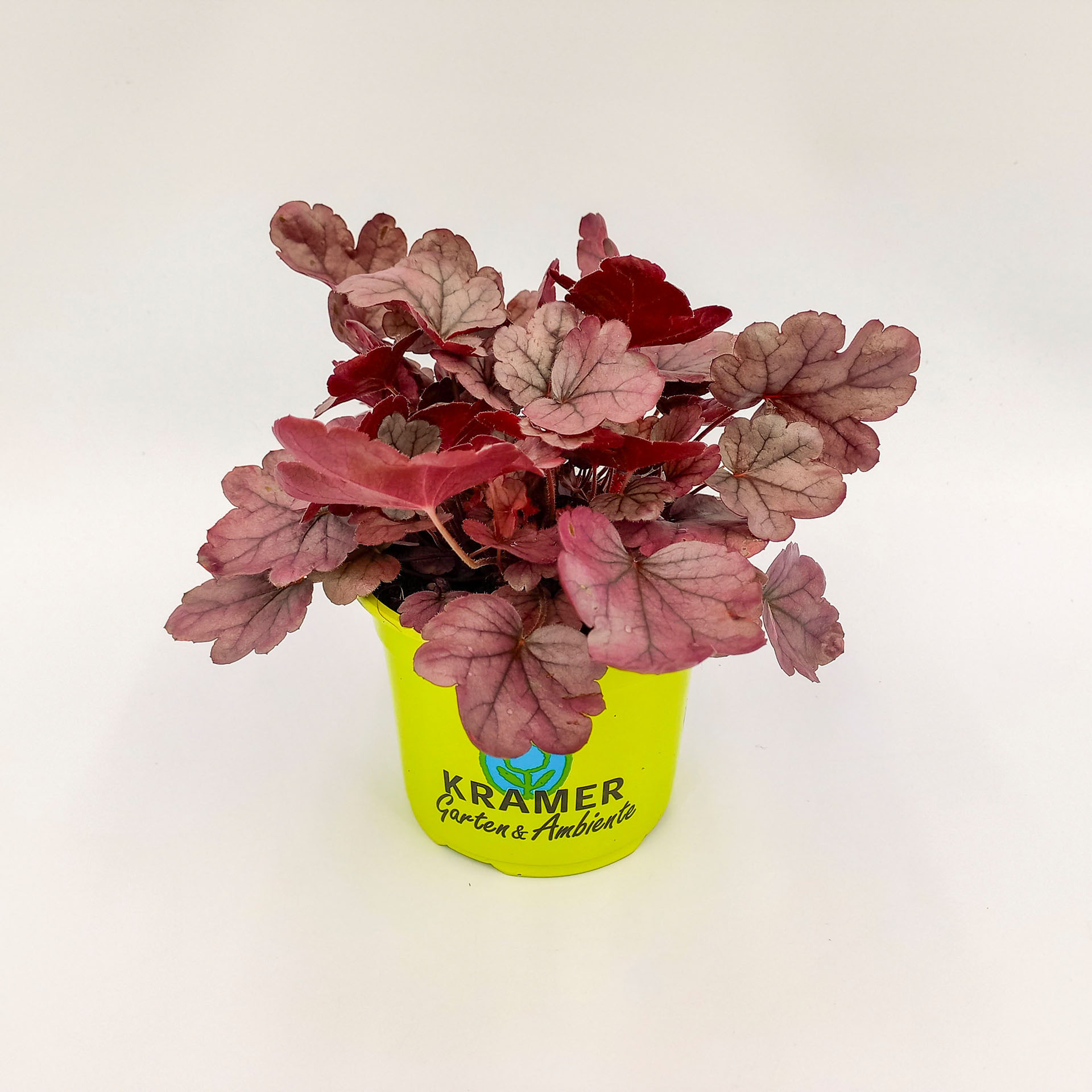 Purpurglöckchen Silver Gumdrop Sonnenstaude Herbstbepflanzung in Beet Kübel Kästen